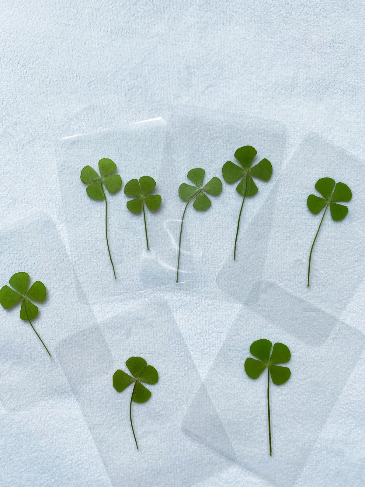 🍀Real Four Leaf Clover- Laminated Pressed Lucky Clover Good Luck Charm