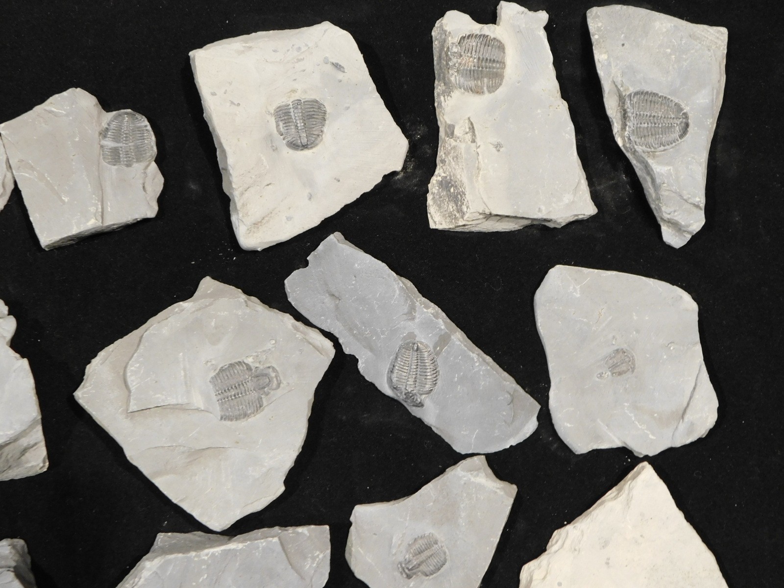 GIANT Lot of FORTY 100% Natural Elrathia TRILOBITE Fossils in Matrix Utah 2300gr