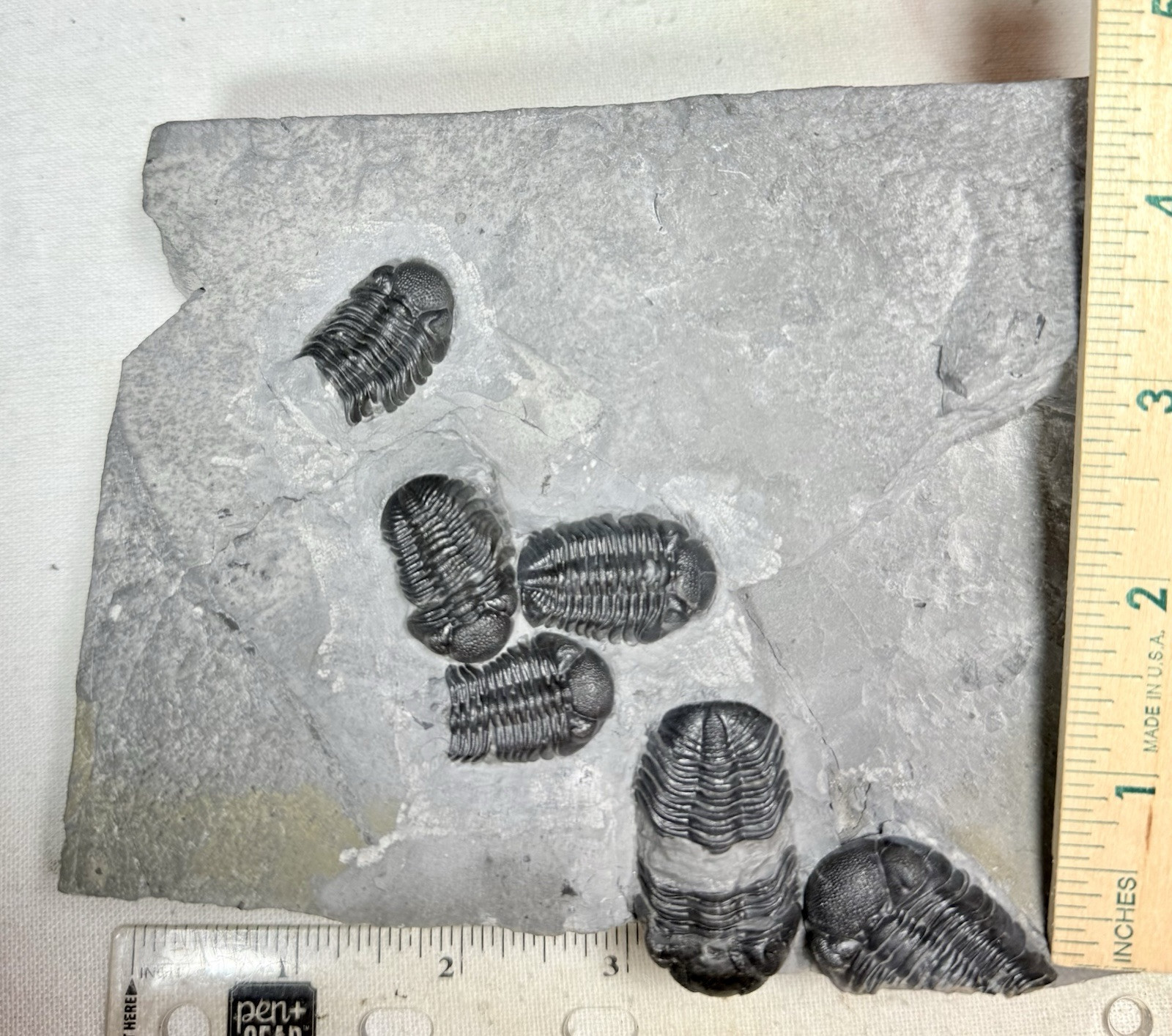 NICE Phacops Trilobite Plate ~ Penn Dixie New York ~ Devonian Period