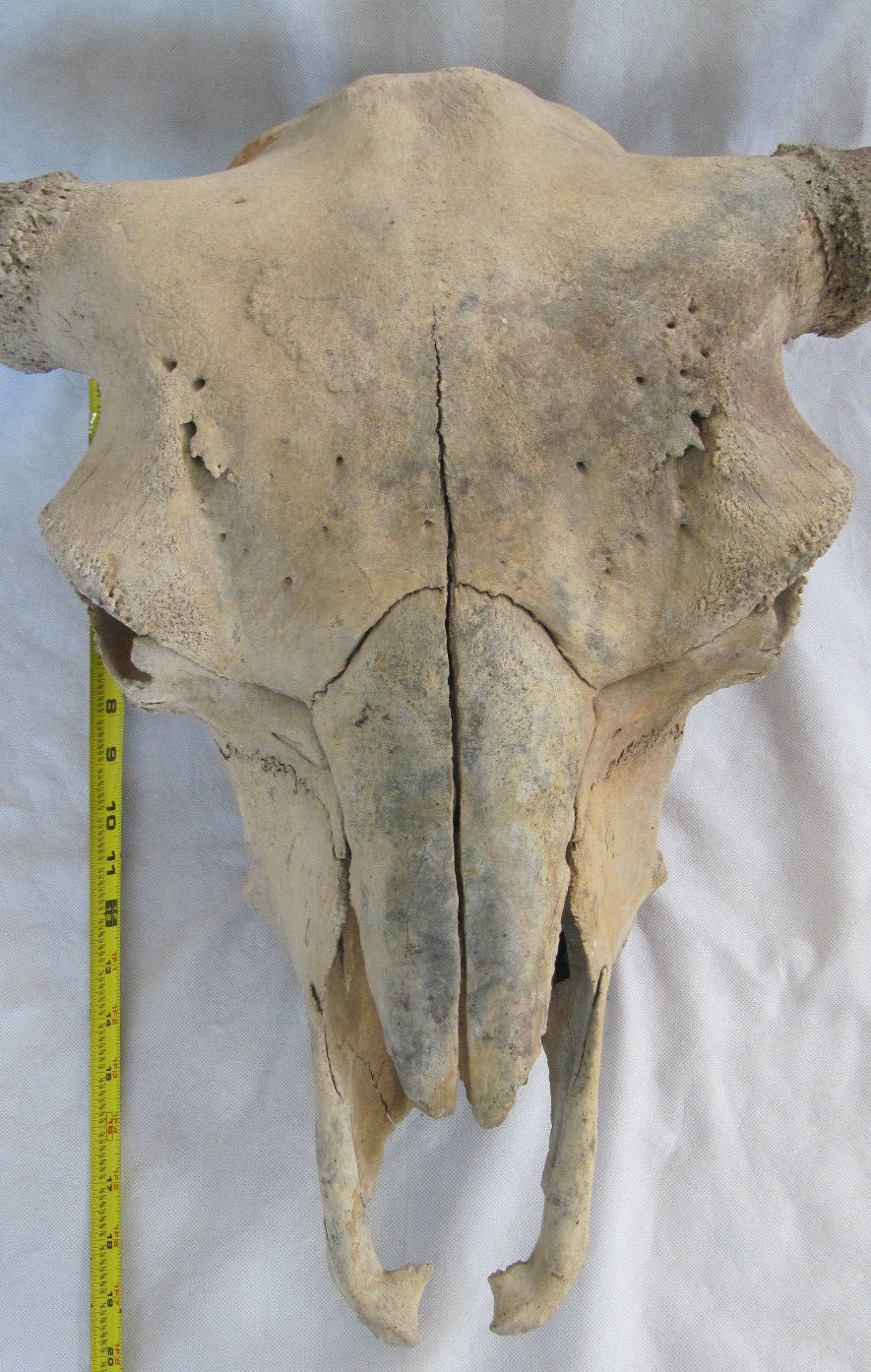 Buffalo Skull Bison Native American Natural History Old Fossil Artifact Decor