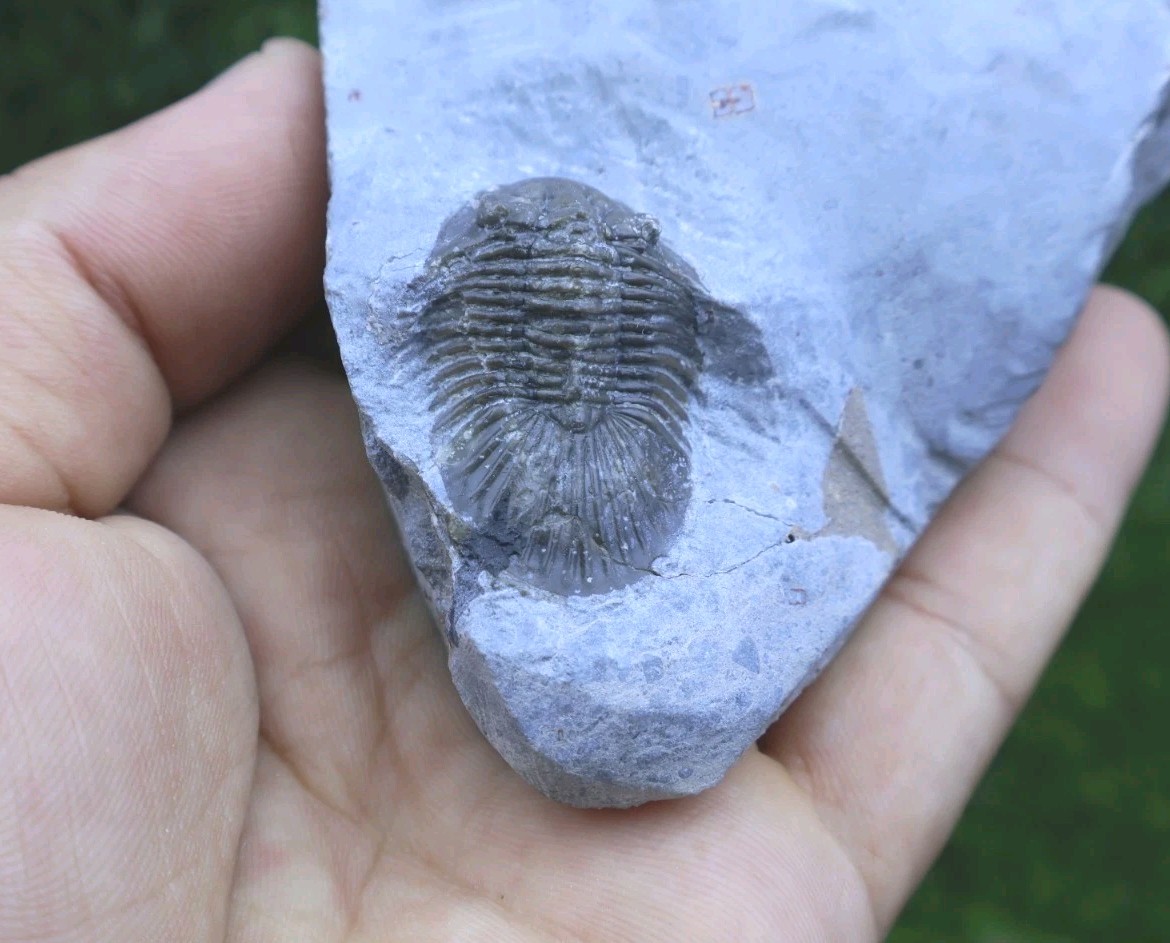 Rare Trilobite Scabriscutellum Trilobite Fossil Devonian Trilobite From Morocco
