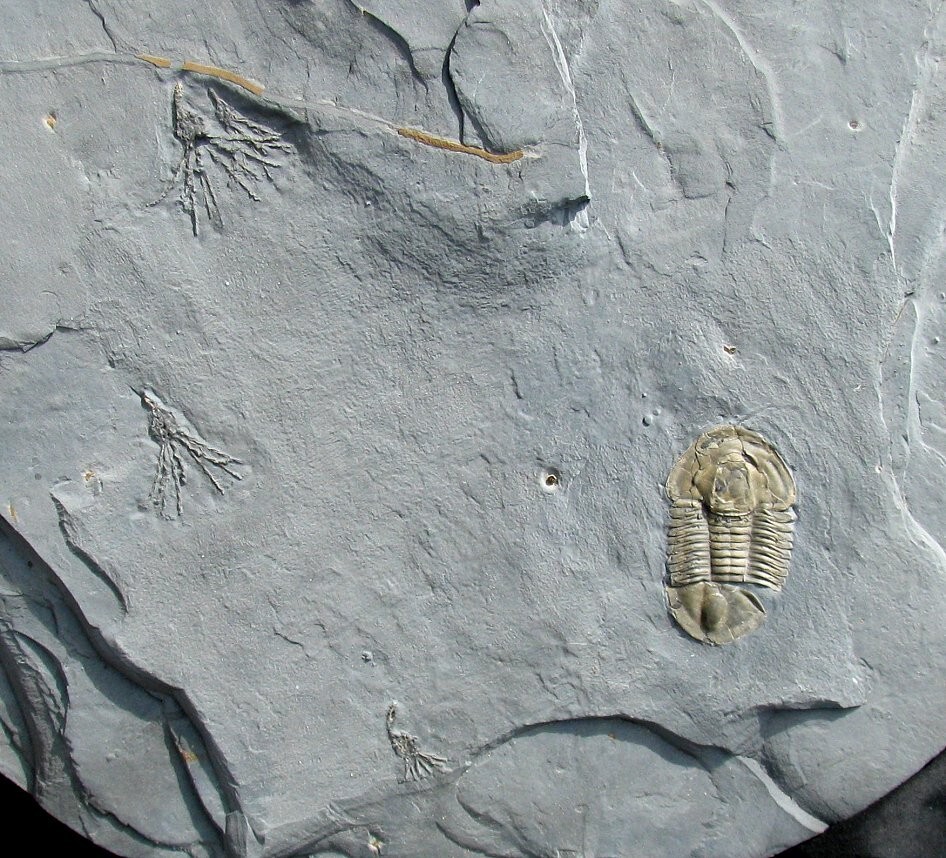 EXTINCTIONS- LARGE PLATE WITH FOUR GOGIA CYSTOIDS AND NICE ASAPHISCUS TRILOBITE!
