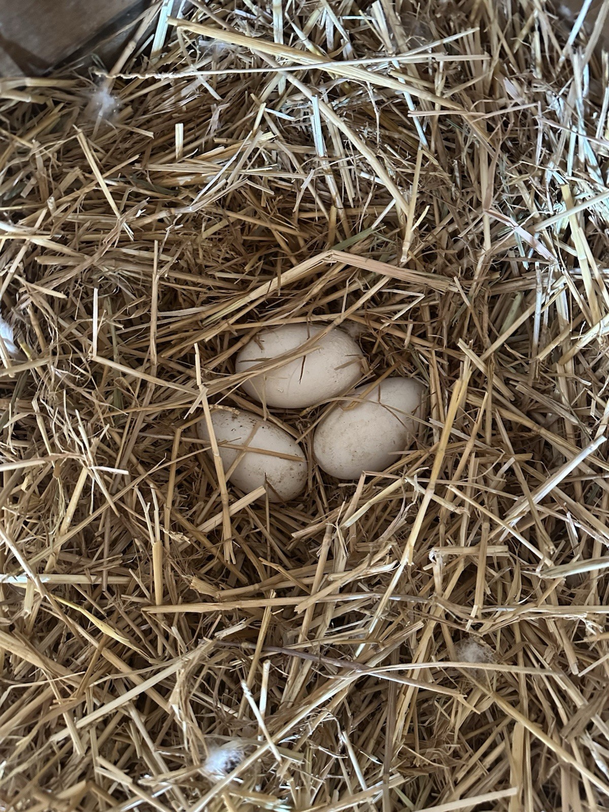 Sebastopol Goose X Dewlap Toulouse Fertile Hatching Egg