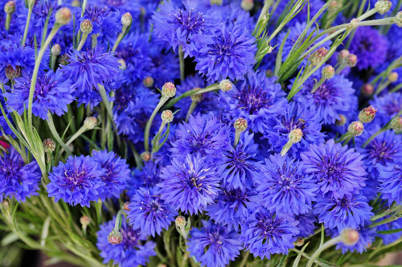 Tall Blue Bachelor Button Cornflower Seeds Free Shipping!