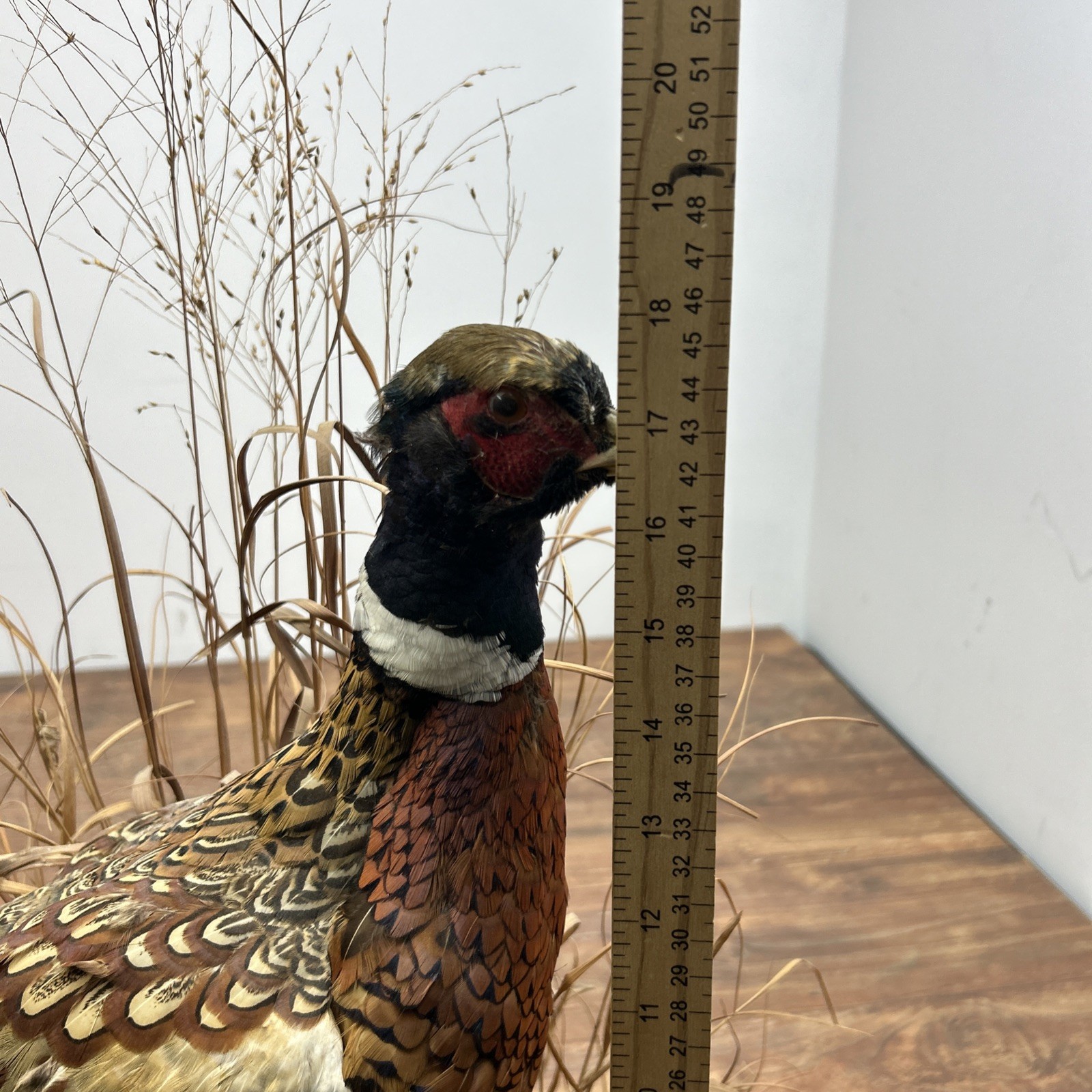 Ringneck Rooster Pheasant Taxidermy Standing Mount Habitat Base Foliage