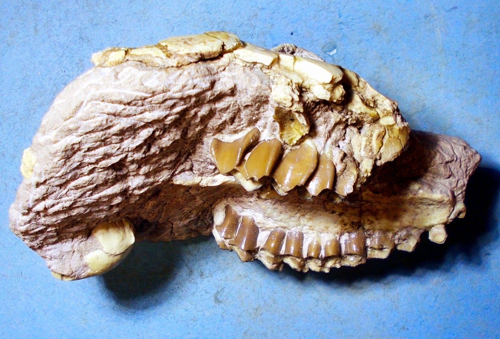 Scarse 11cm partial skull of Leptauchensis nitida from Eocene of Wyoming, USA.