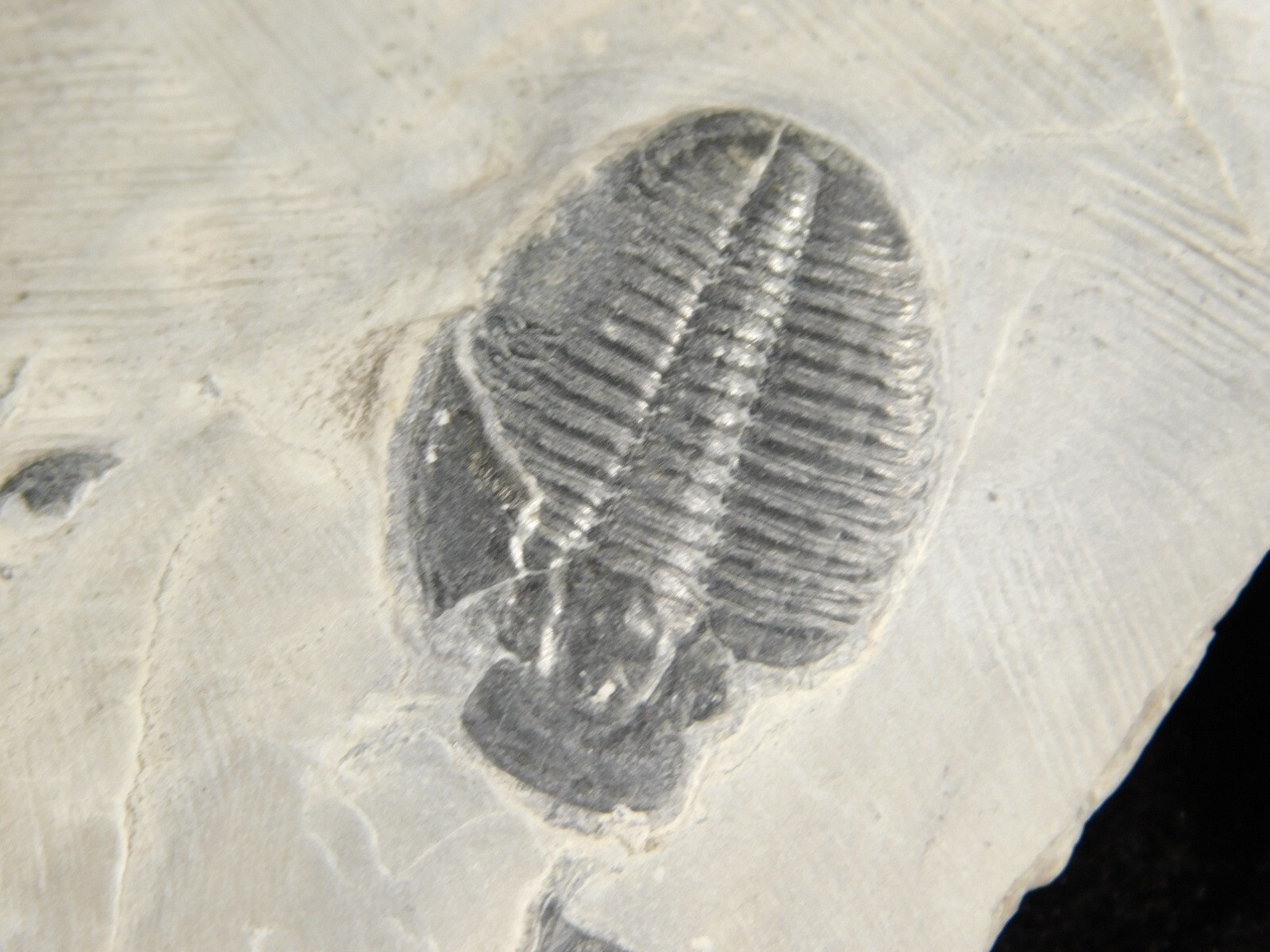Small 100% Natural Elrathia TRILOBITE Fossil From Cambrian Utah
