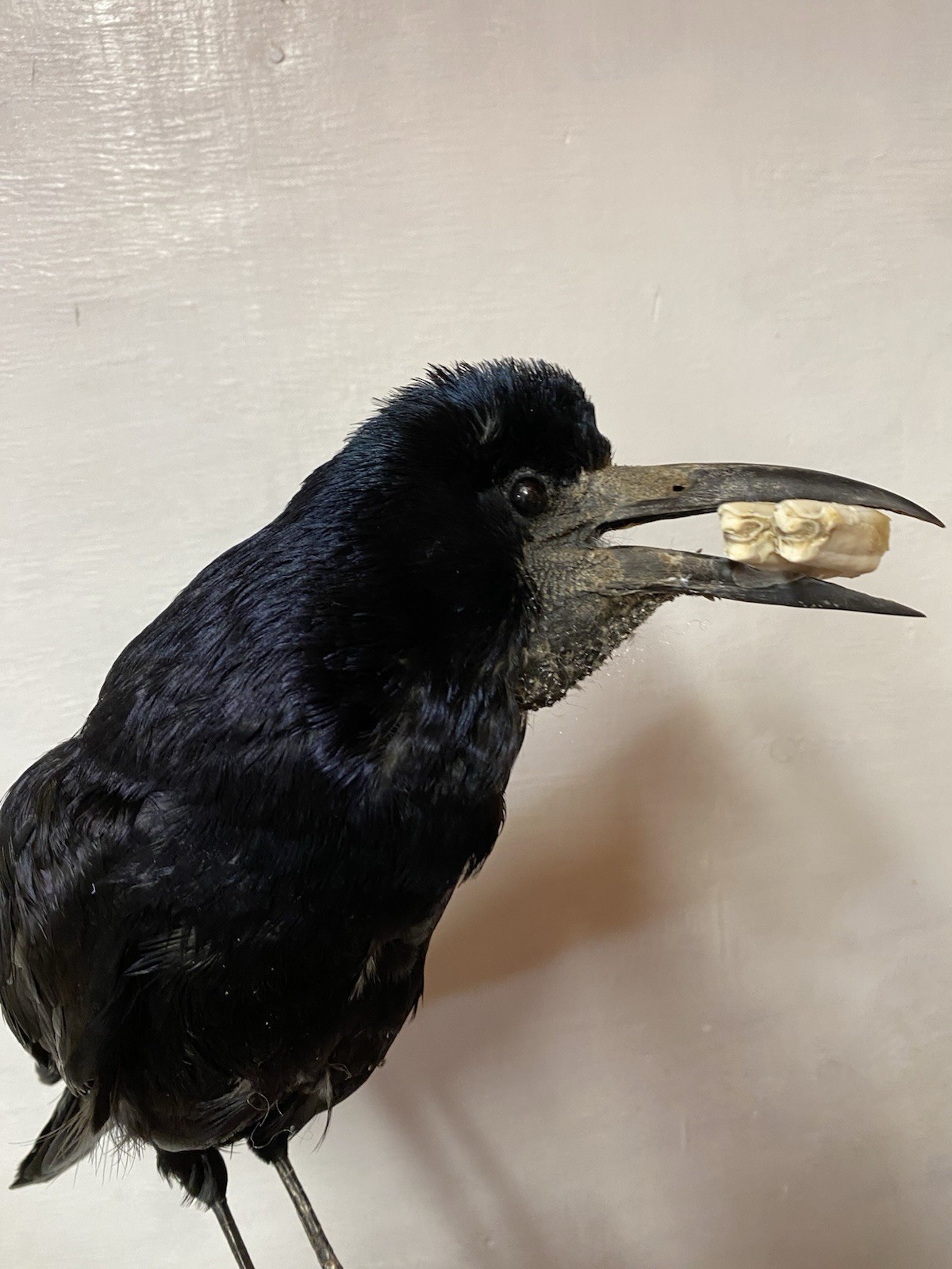 taxidermy ROOK Bird
