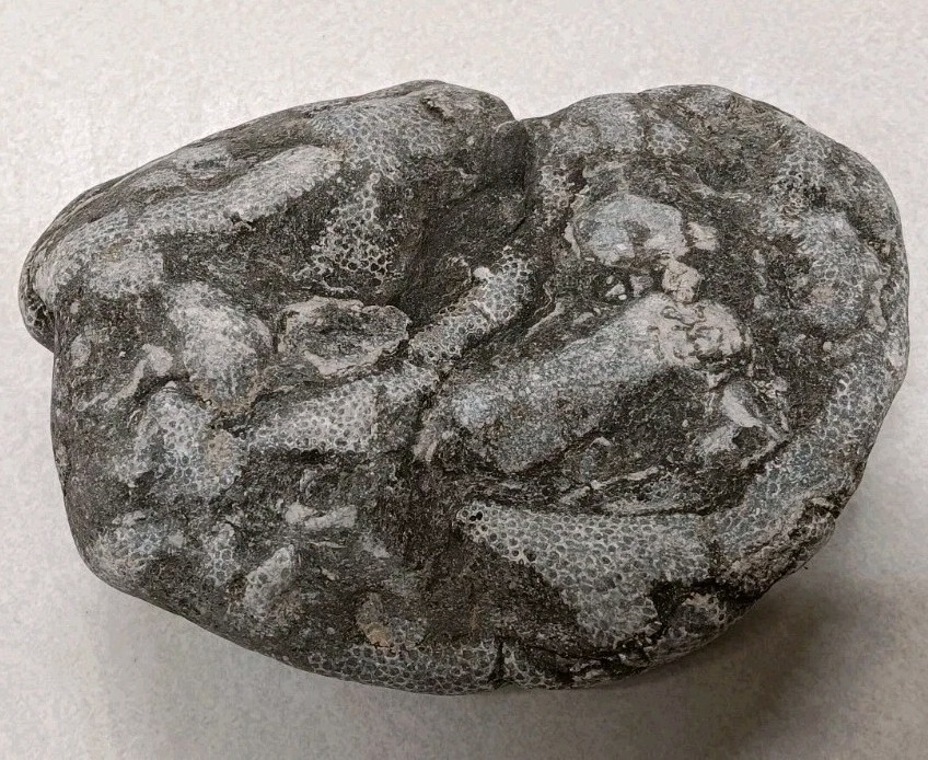 Michigan Cladopora 1 lb 9 oz Natural Display Specimen Ancient Devonian Fossil