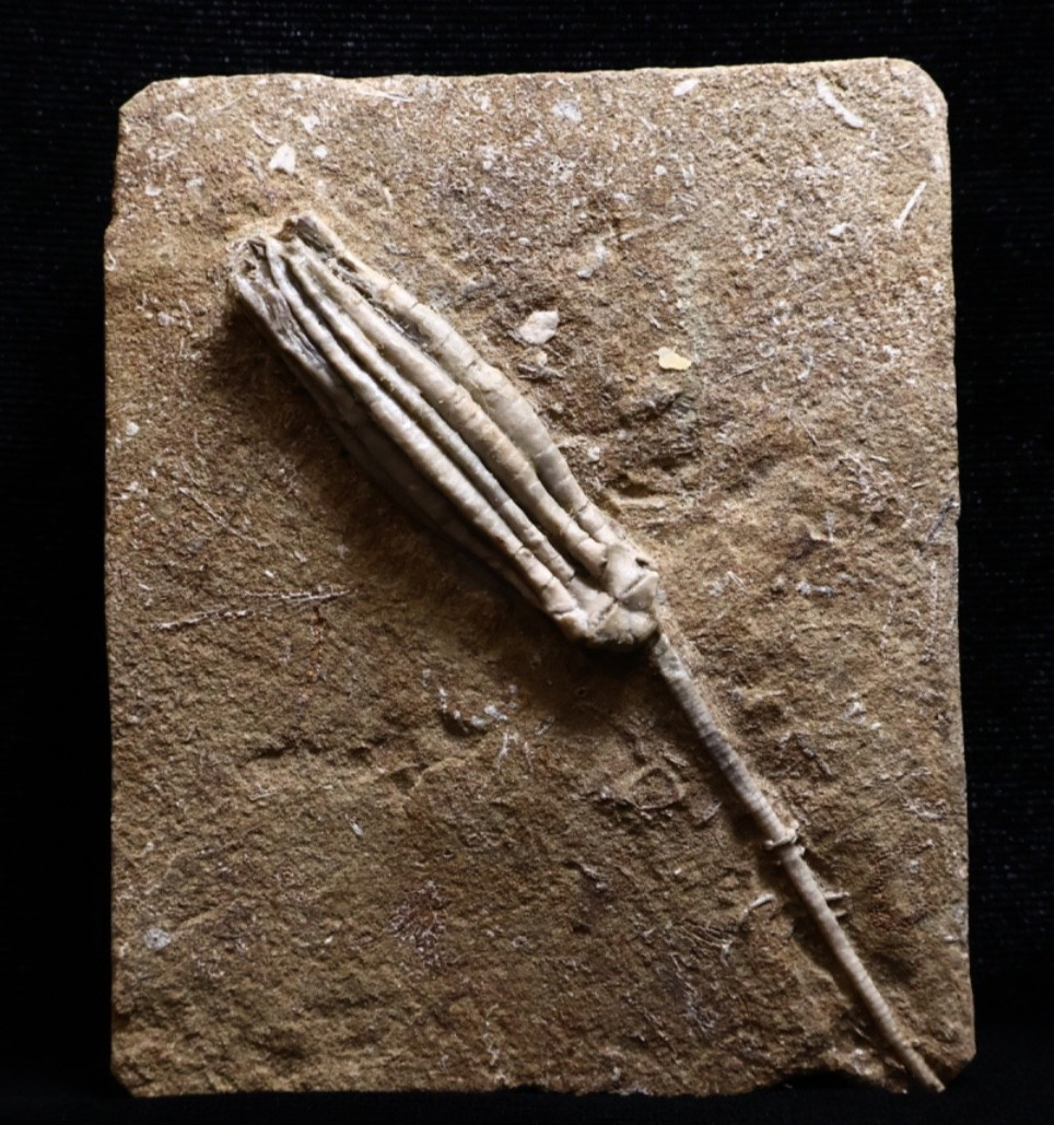 Gorgeously Detailed Scytalocrinus decadactylus Crinoid, Crawfordsville, IN