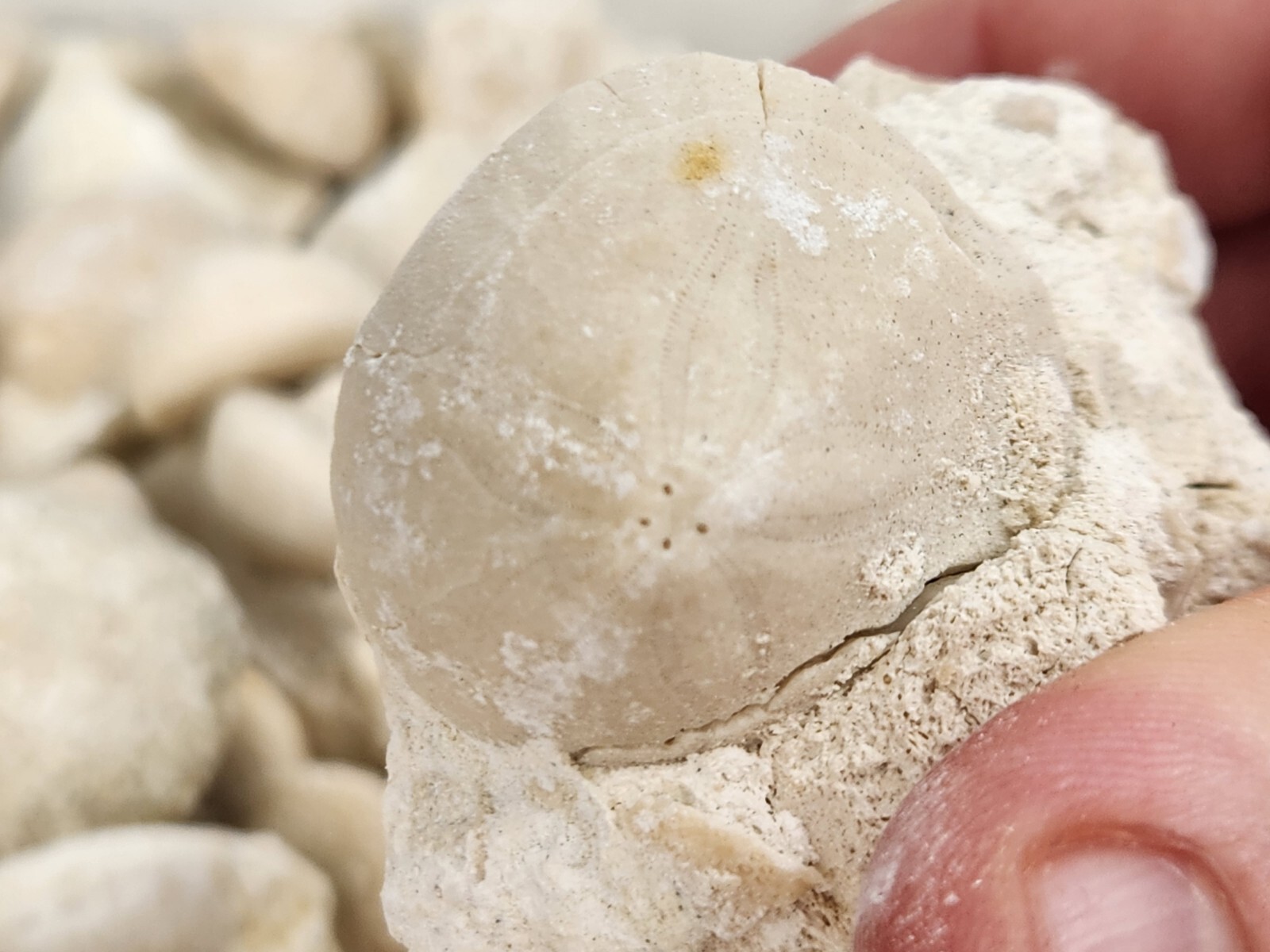 Fossil Sea Urchin (Echinoid) - Florida - 1 Per Purchase - Matrix/Free Standing