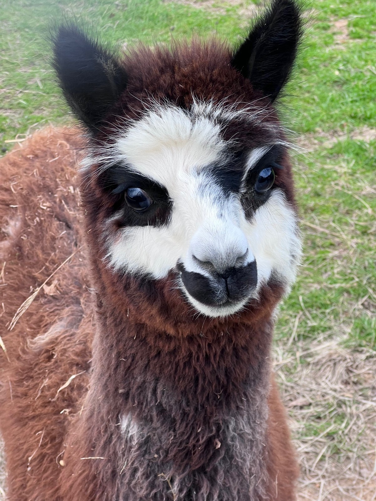 BIRD NESTING 100%  FIBER Raw LLAMA/ALPACA ORGANIC  bird Material 1 Gallon Bag