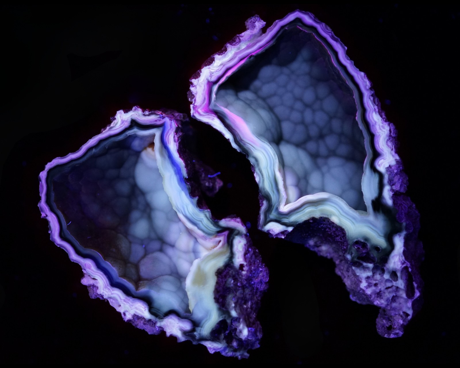 Agatized Coral Head Geode Pair RARE Druzy Specimen Cut & Polished UV-Reactive