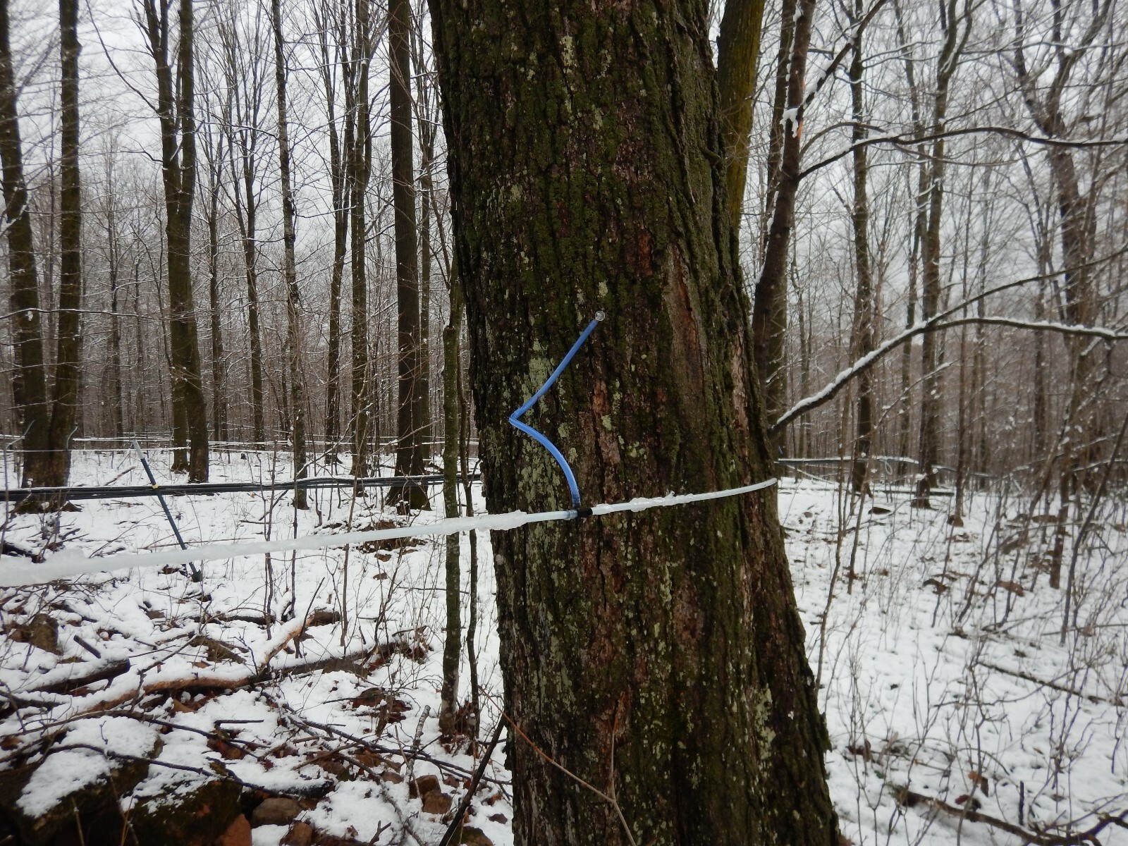 One Gallon 100% Pure Wisconsin Maple Syrup Grade A Medium Amber/Amber Rich Taste