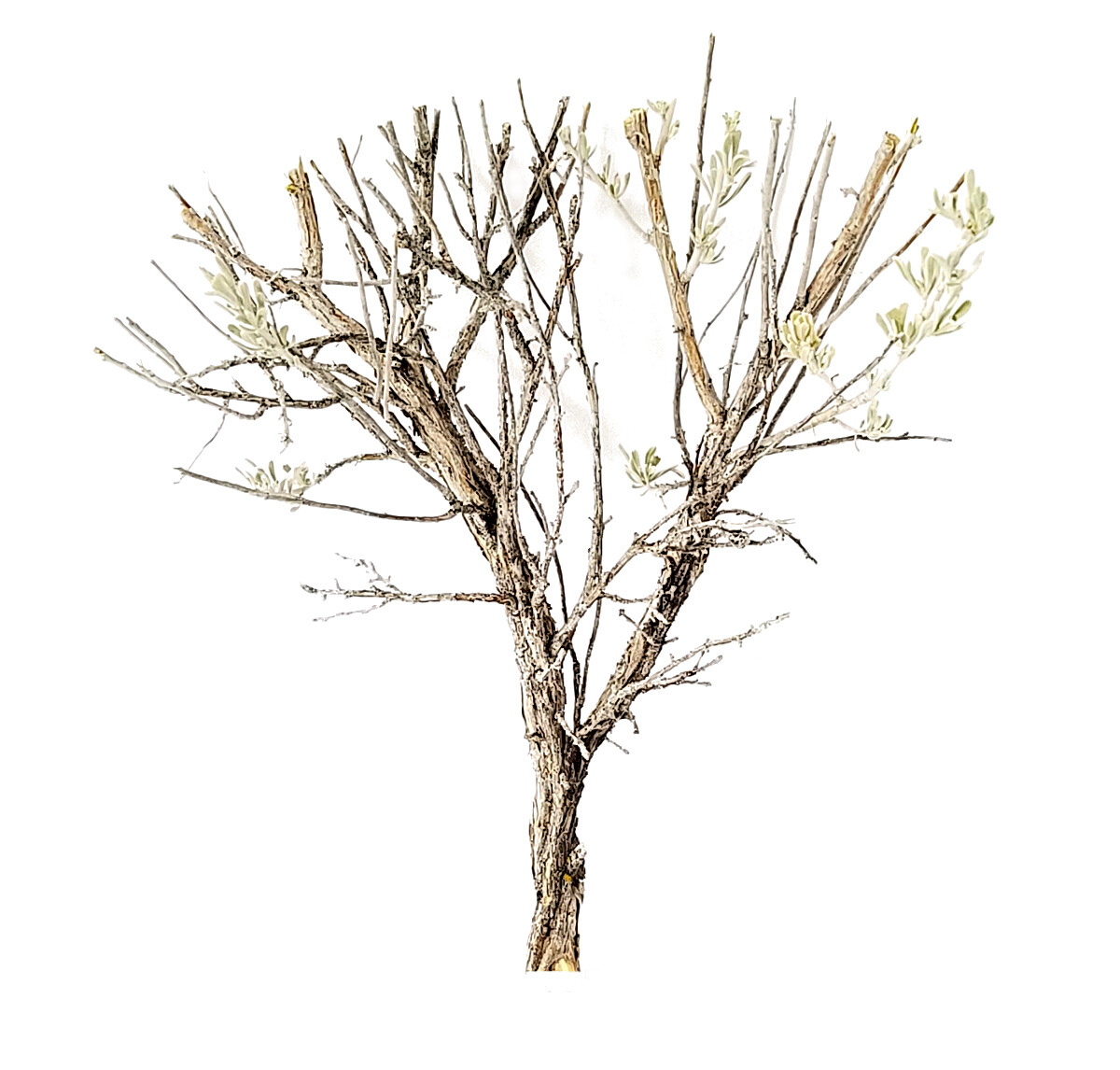 SAGEBRUSH Deciduous Wargaming Railroad Miniature TREE ARMATURES Scale Scenery