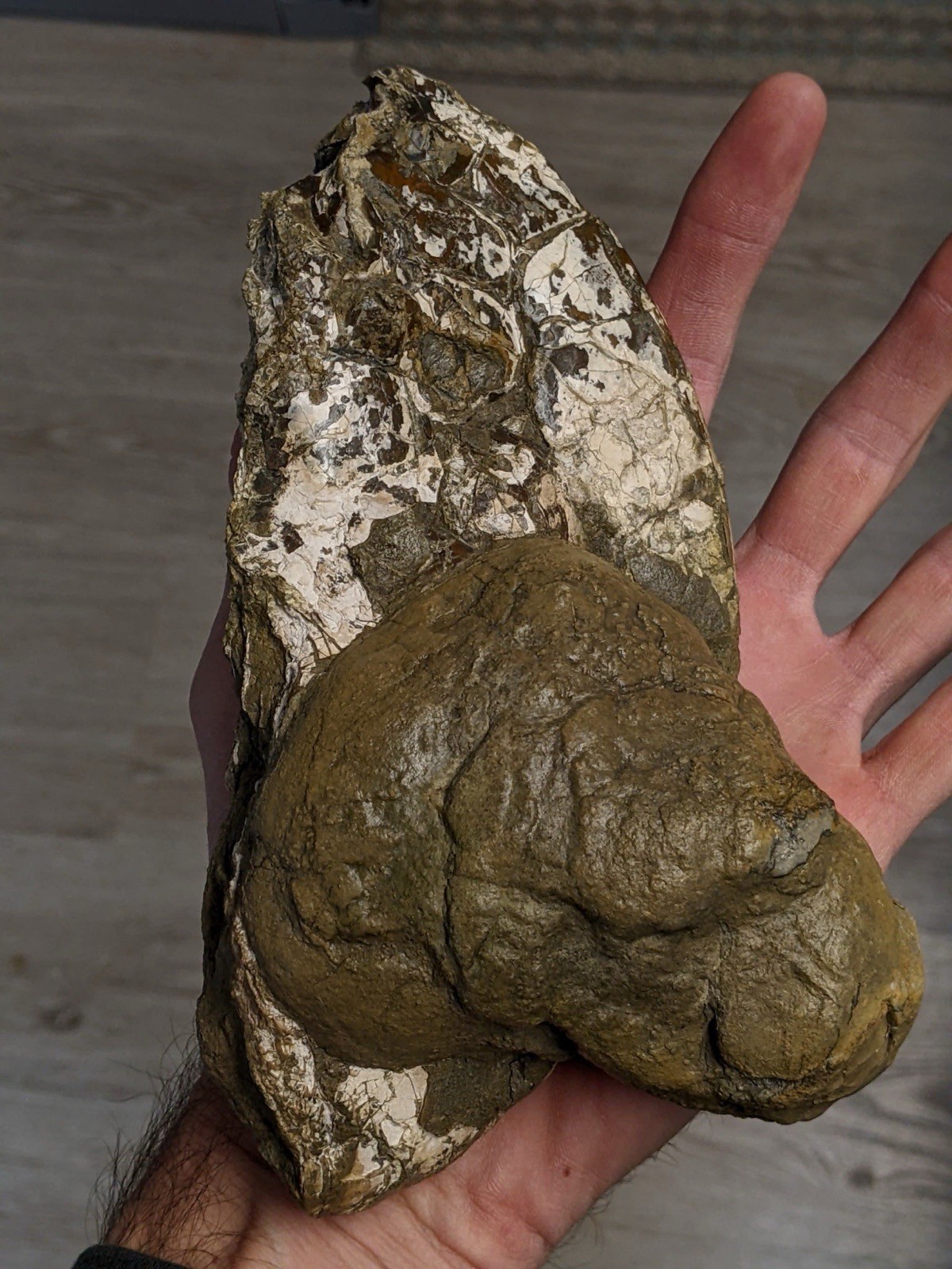 Rare,HUGE 7.25” Texas Fossil Ammonite, Placenticeras Sp! “Ammolite” Iridescence!