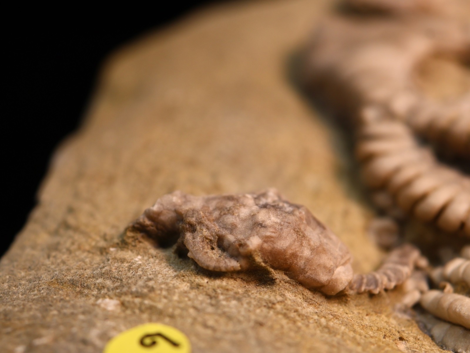 Vortex of Fossil Crinoids, Crawfordsville, IN