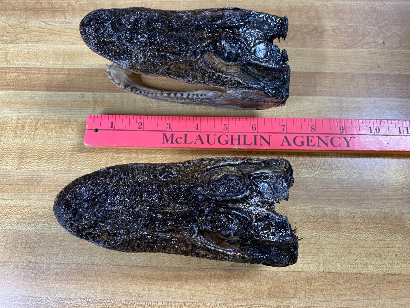 Alligator Skull You are buying only one