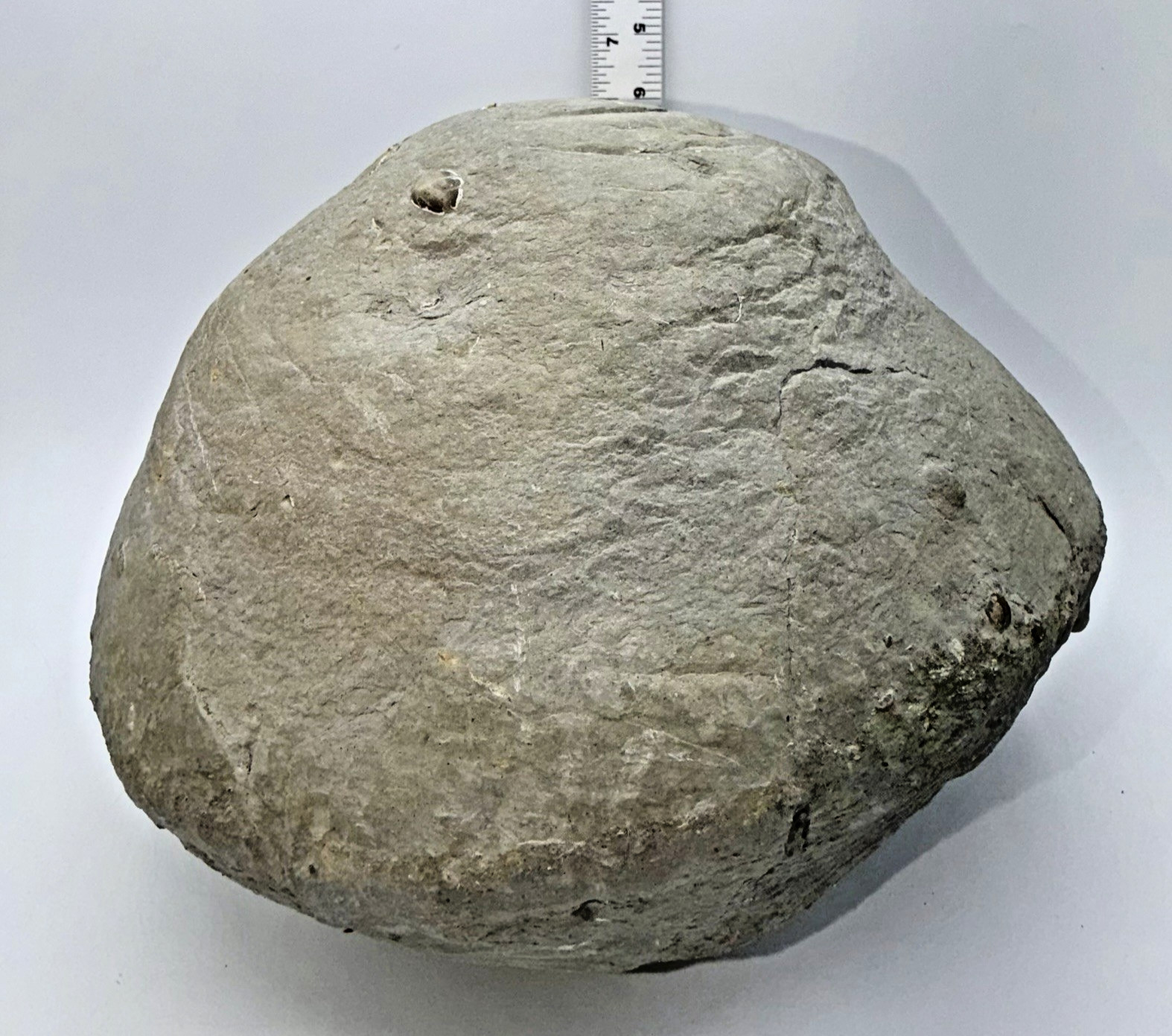 Large 31-lb Paleozoic Fossil Concretion w/Trilobite, Brachiopods, Gastropod poop