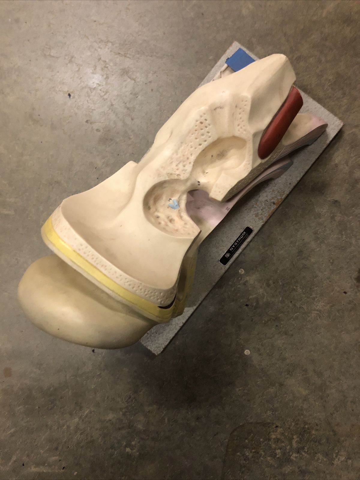 Vintage Anatomical Human Ear Model NYSTROM Medical School