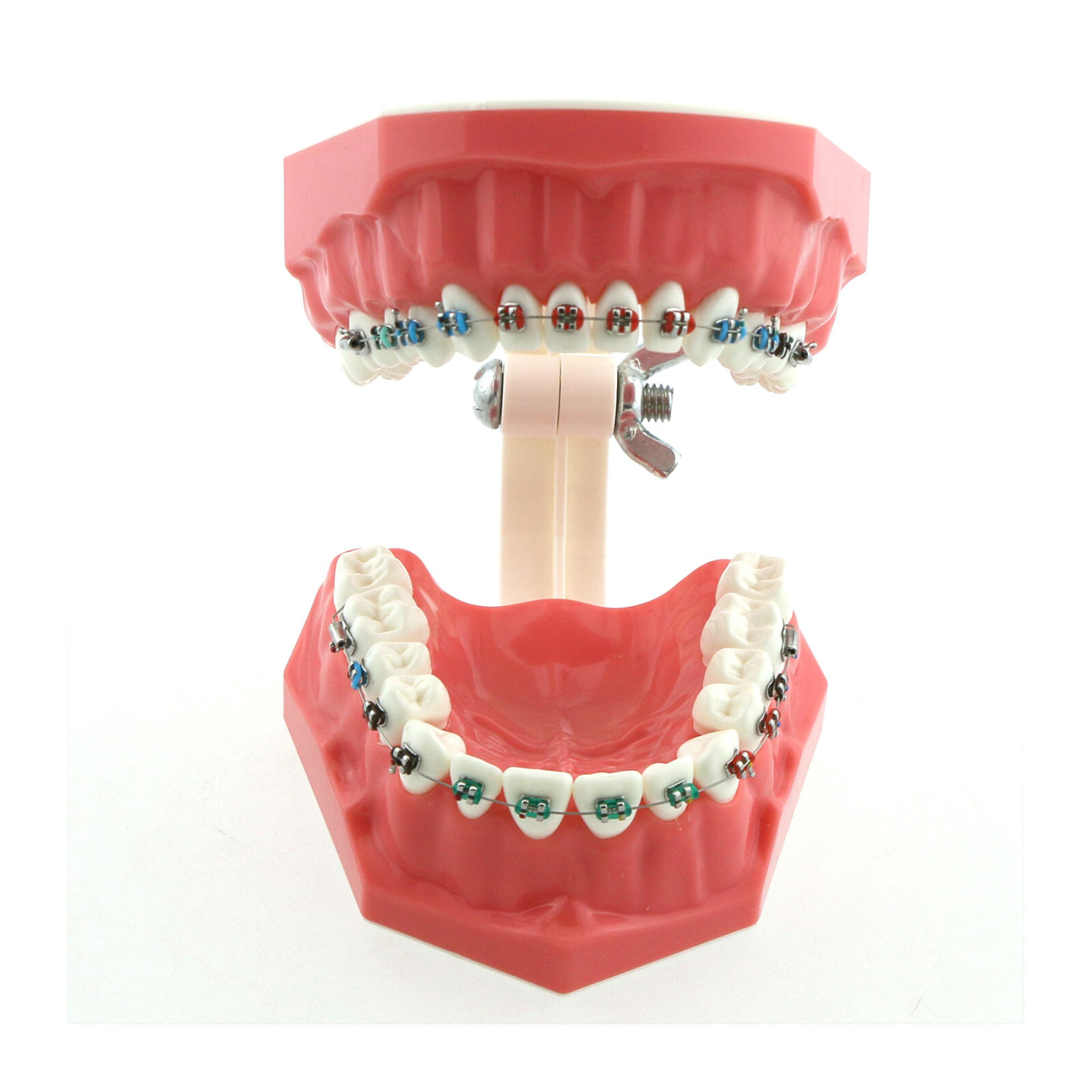 US Dental Teach Typodont Demonstration Teeth Model with Braces For Patient Study