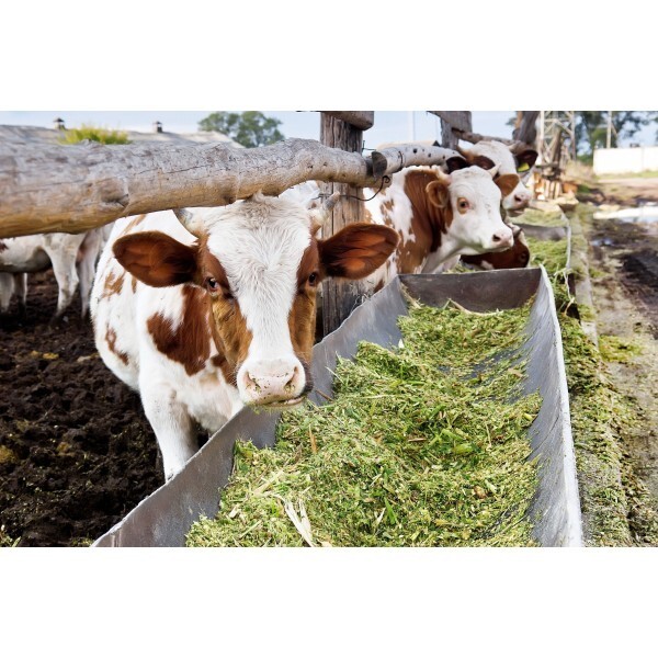 Farm Plastic Supply - 8 mil String Reinforced Silage Tarp Black/White Plastic