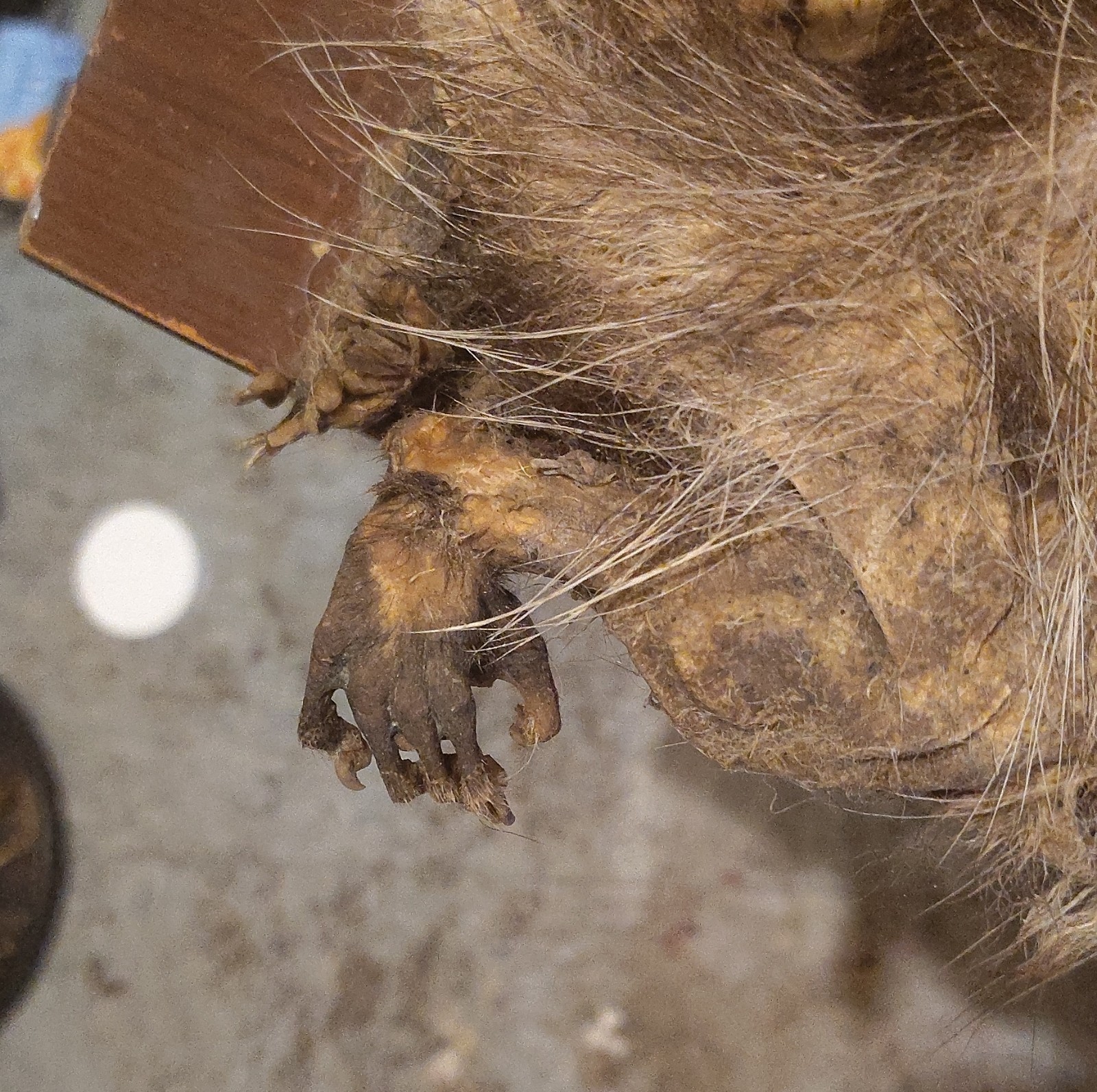 Naturally And Chemically Dried Mummified Possum.