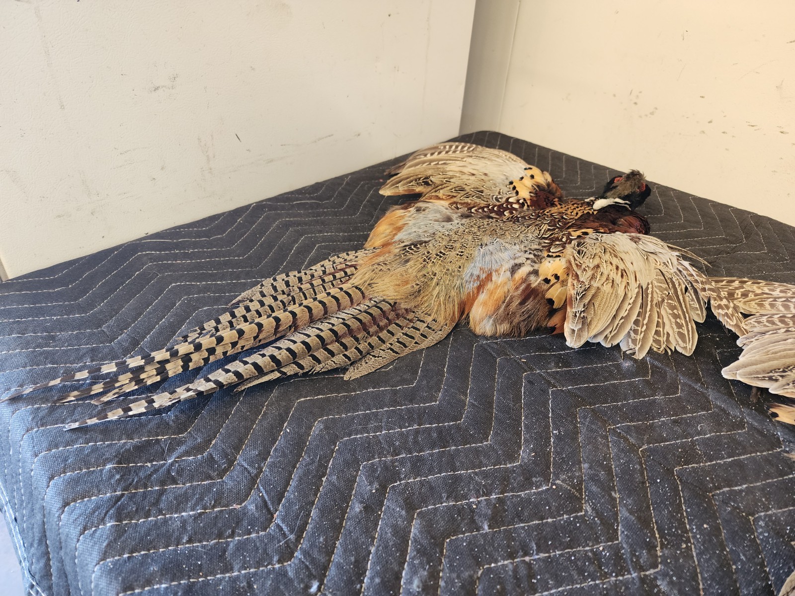 2 Ring Necked Pheasant Pelt Feathers Fly Fishing Material Dog Training Crafts