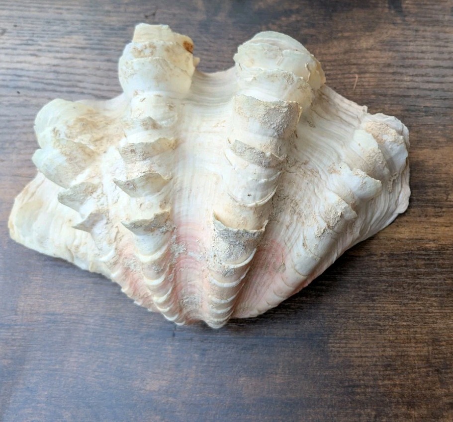 Large TRIDACNA SQUAMOSA Fluted Giant Clam Shell HALF 9x 6" Pink Tones. Beautiful
