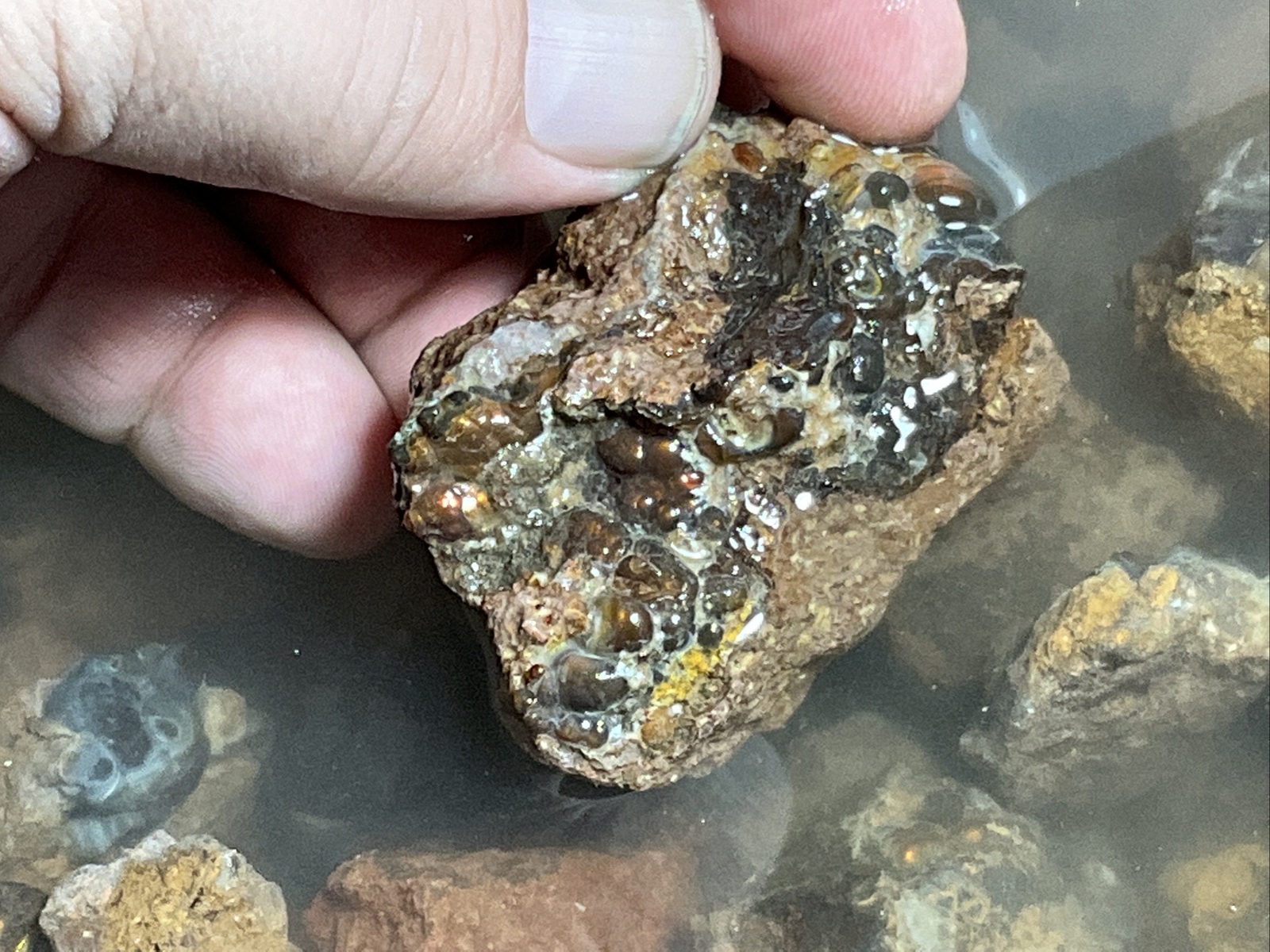 1/4 Pound Fire Agate Choice & Mid Grade Professionally Chosen Colorful Rough Lot