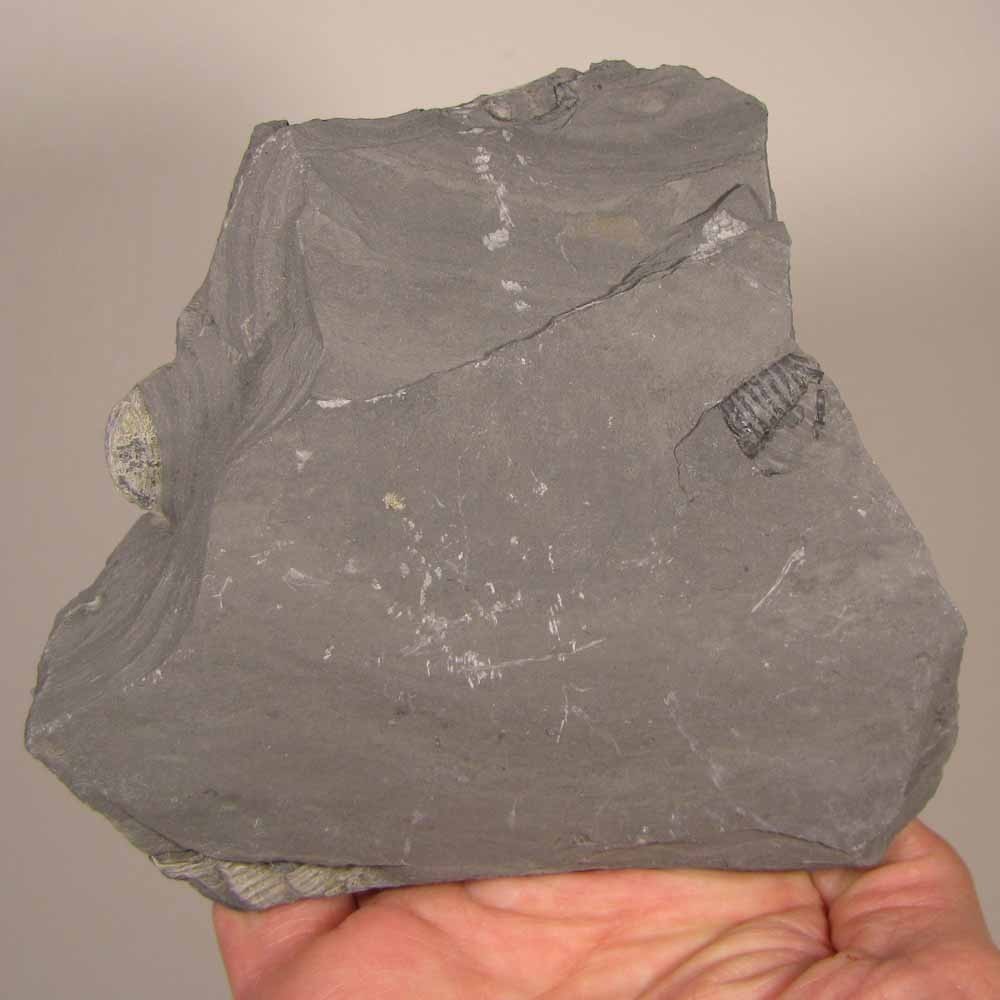 Elrathia Kingi TRILOBITE Fossil in Slate Matrix Rock - Cambrian Period - Utah