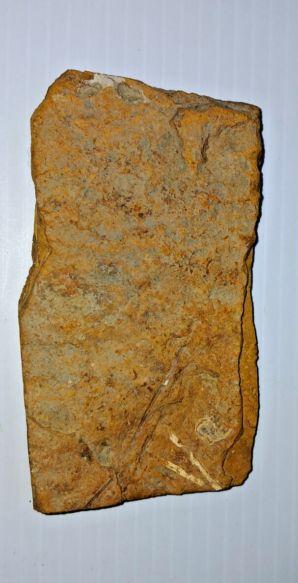 Siphusauctum Gregarium Fossil?