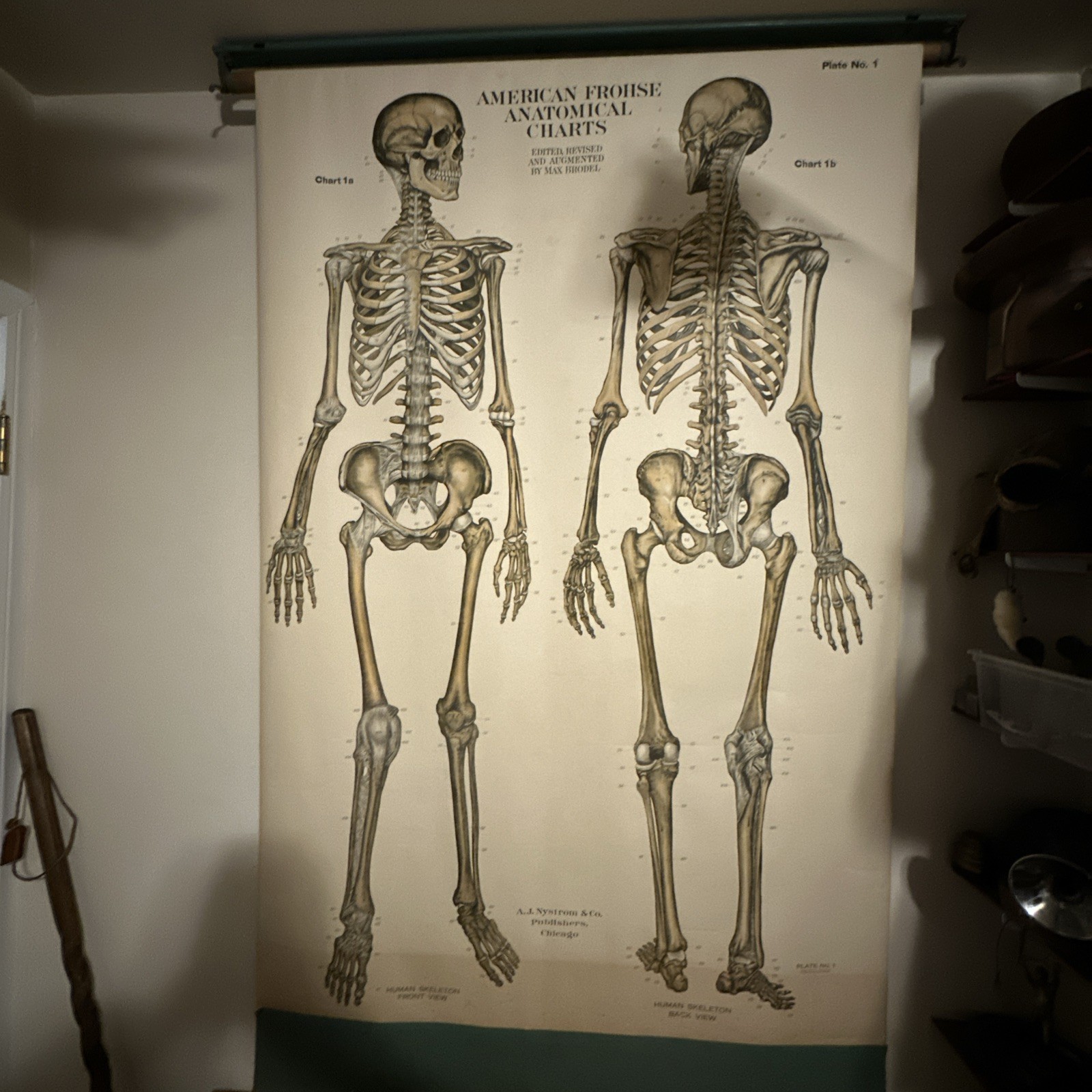 1918 A. J. Nystrom Co American Frohse Anatomical Chart Human Skeleton Max Brodel