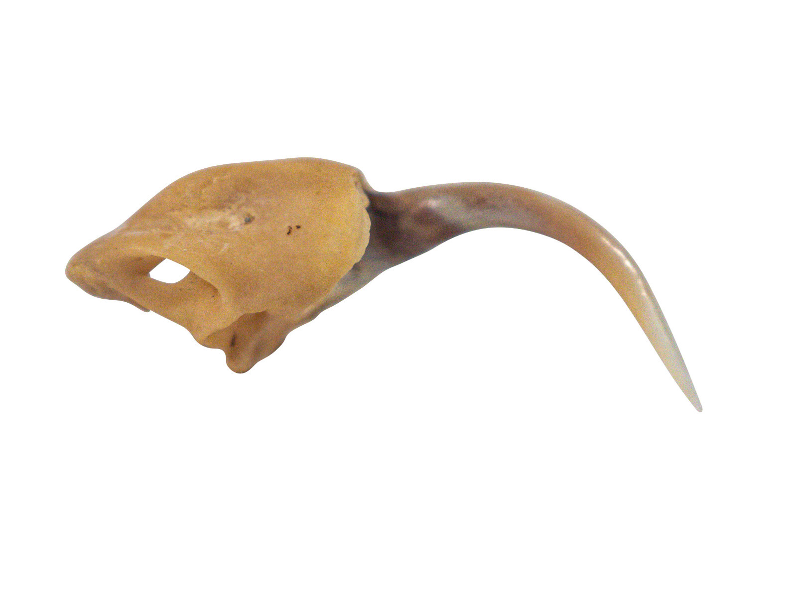 Real #2 Rattlesnake Fang (598-F2-AS) V1