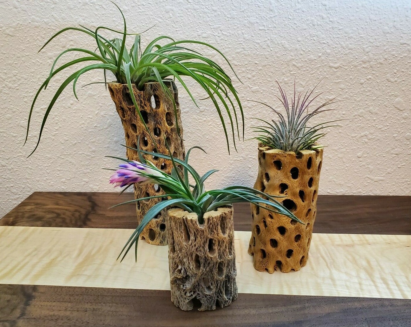 TEDDY BEAR CHOLLA Wood | 3 pcs, 3 sizes | Nice Air Plant Display Stands | Crafts