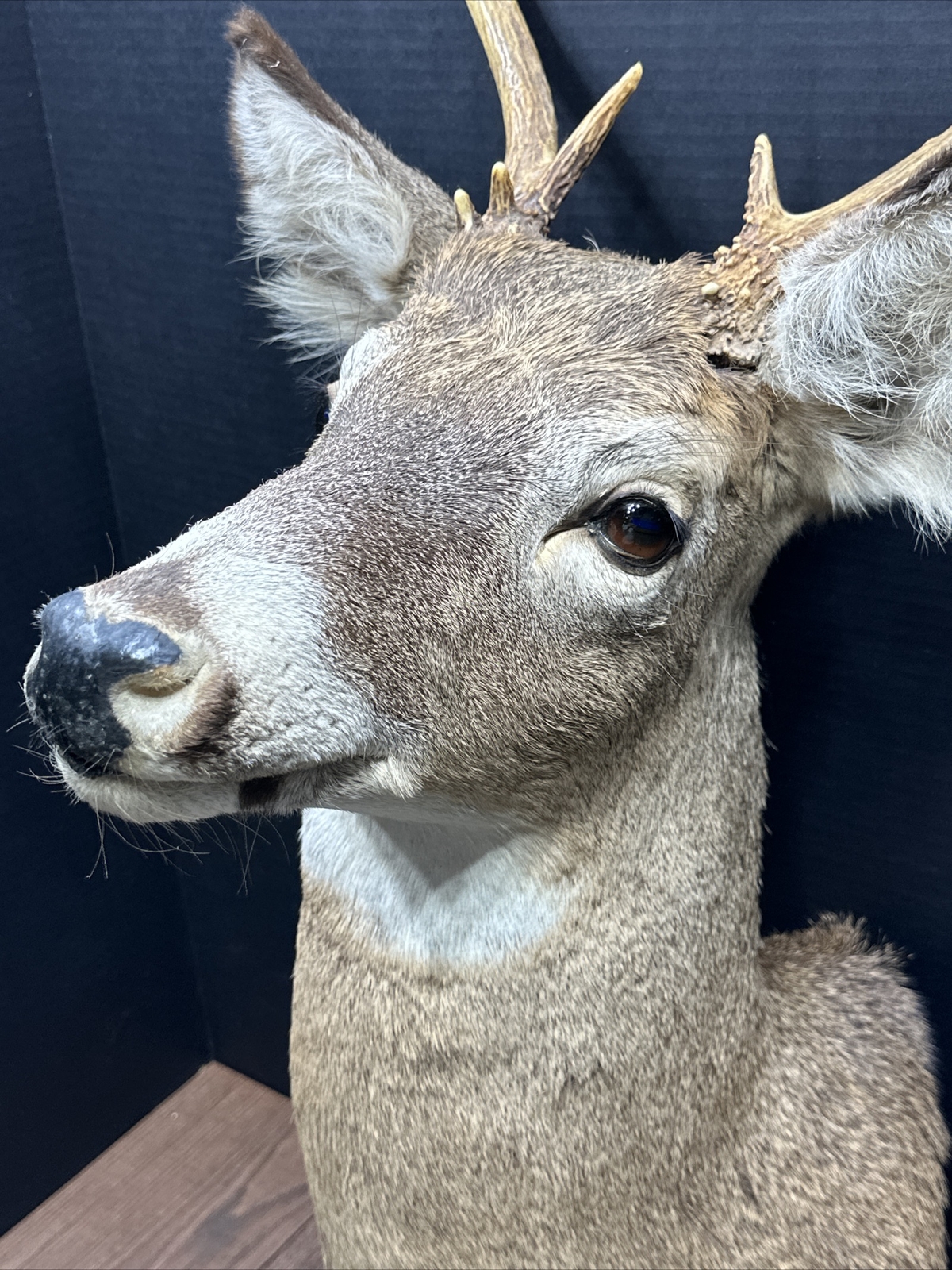 Nice 6 Point Whitetail Deer Buck Shoulder Mount Taxidermy