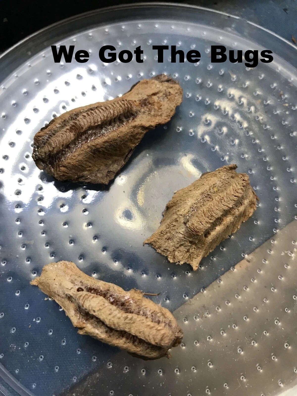 5 Freshly Harvested Carolina Praying Mantis Egg Cases Fresh Picked 2026 season.