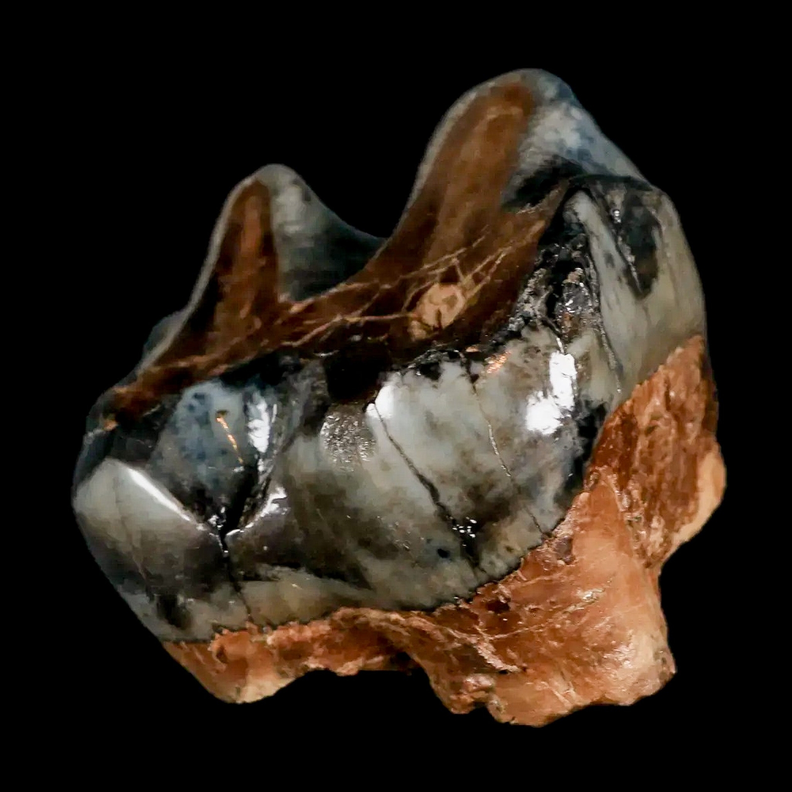 2.2" Rare Deinotherium Giganteum Fossil Tooth Miocene Deinothere Gracanica