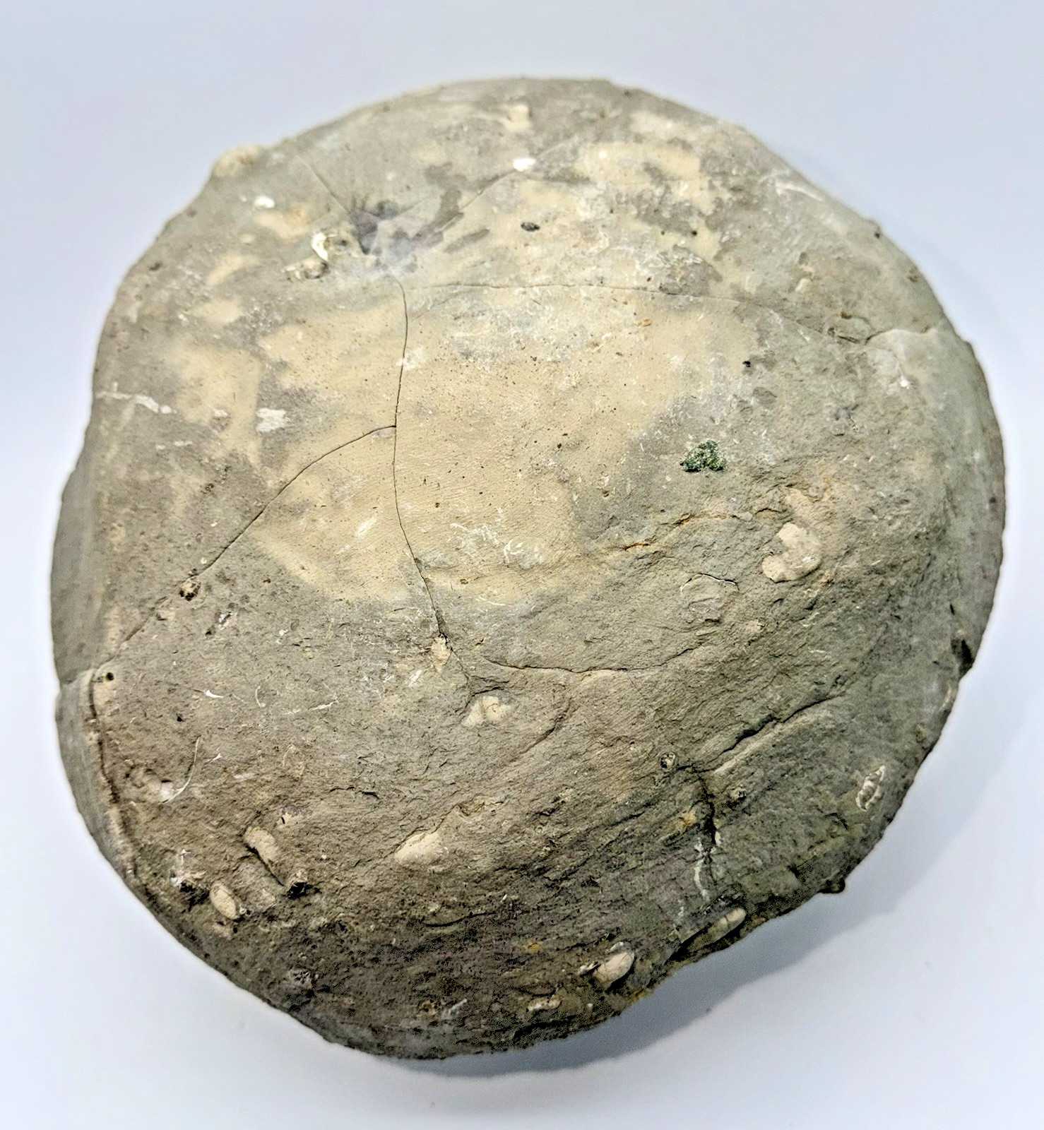 Large 31-lb Paleozoic Fossil Concretion w/Trilobite, Brachiopods, Gastropod poop