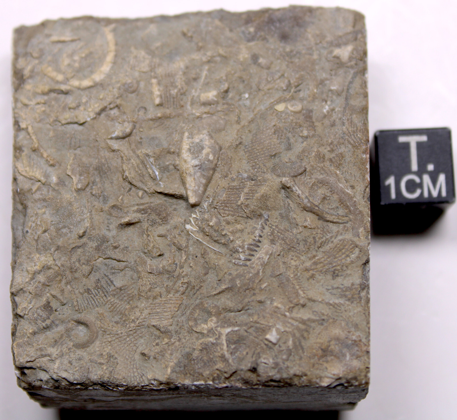 Heteroschisma subtruncatus Devonian Blastoid Fossil Thunder Bay Fm Michigan