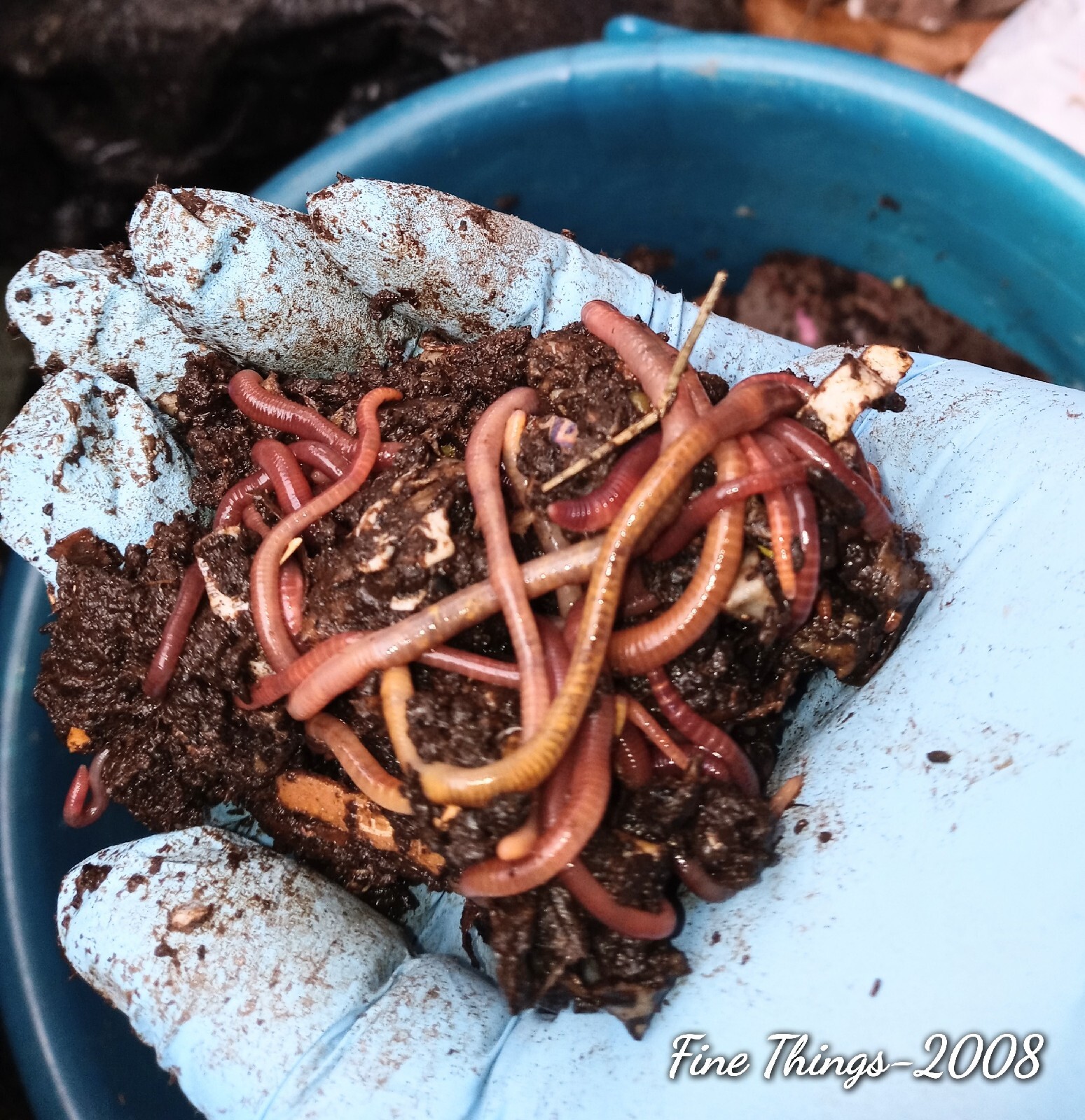 🪱1000+ Worms Red Wigglers🍀1 Lb. NWOT Great Composters🌺Manure Free