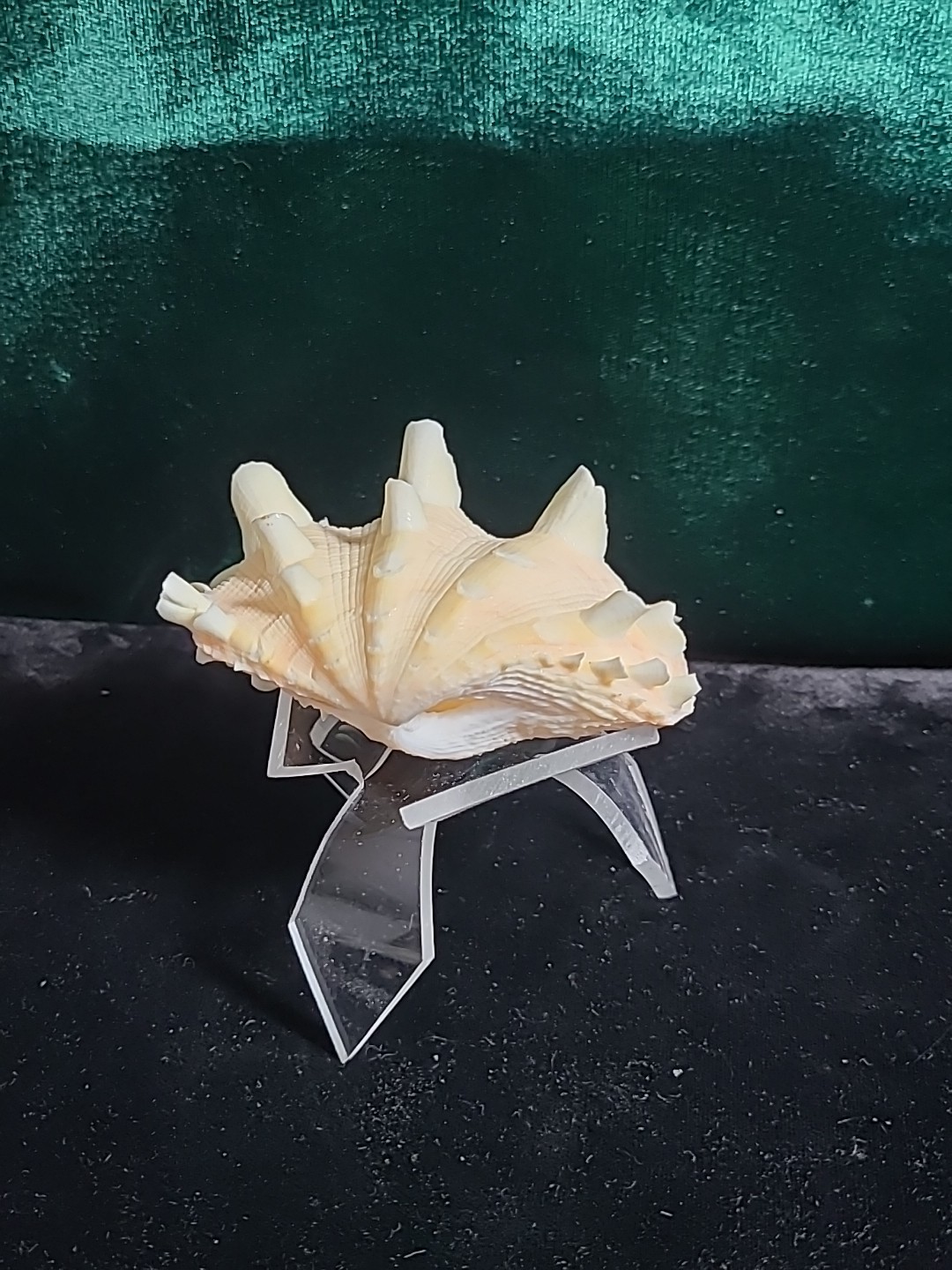 Vintage Whole Tridacna Squamosa Clam Shell Small Fan