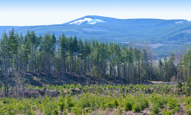Model Railroad Backdrop Clear Cut by TrainJunkies