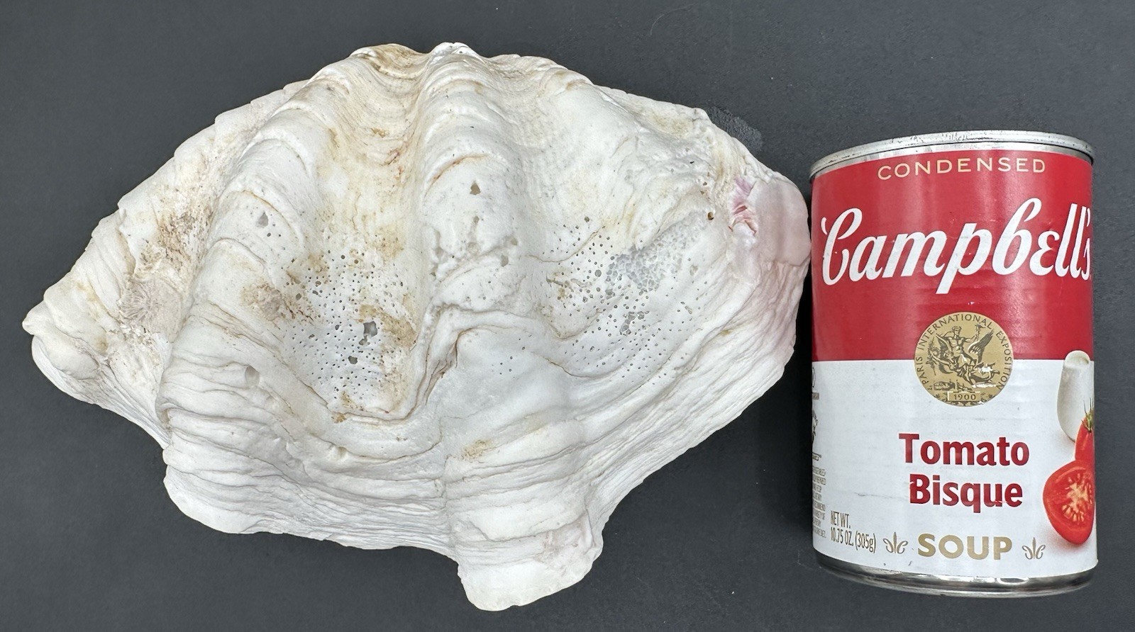 Giant Clam Sea Shell Tridacna Gigas 8 by 5 1/4 Inch Scalloped Natural 610 Grams