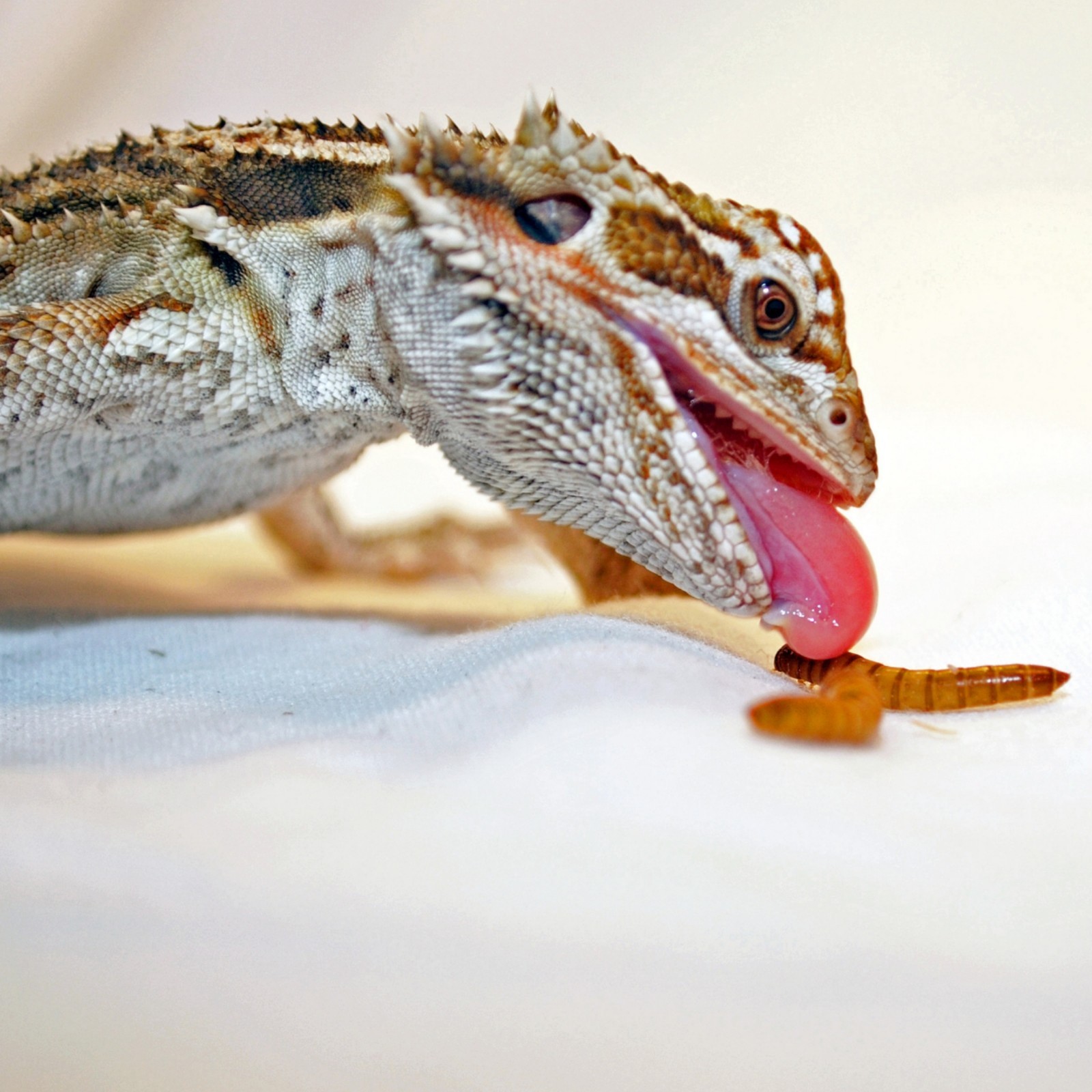 Live Mealworms - Bulk Feeder Insects (250 - 20000 Count) - S, M, L, G