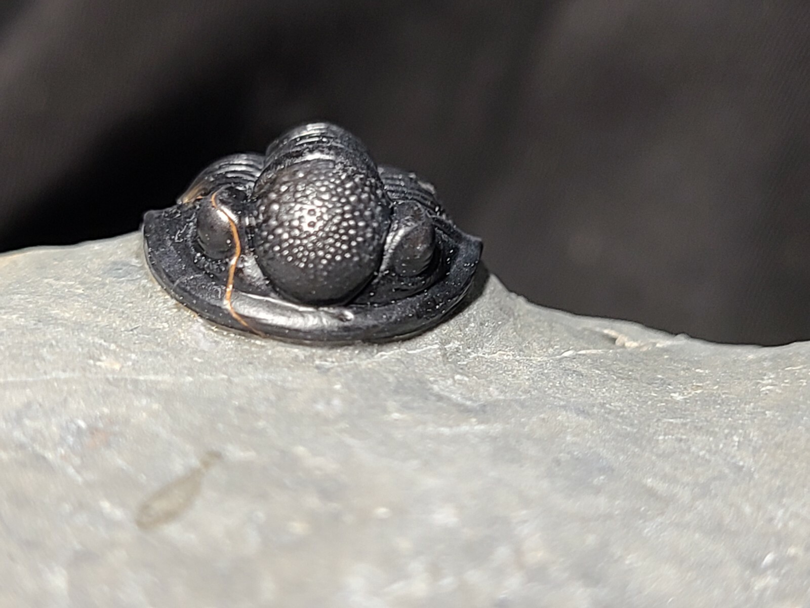 Top Quality double Scabriscutellum trilobite fossil from the Devonian Morocco