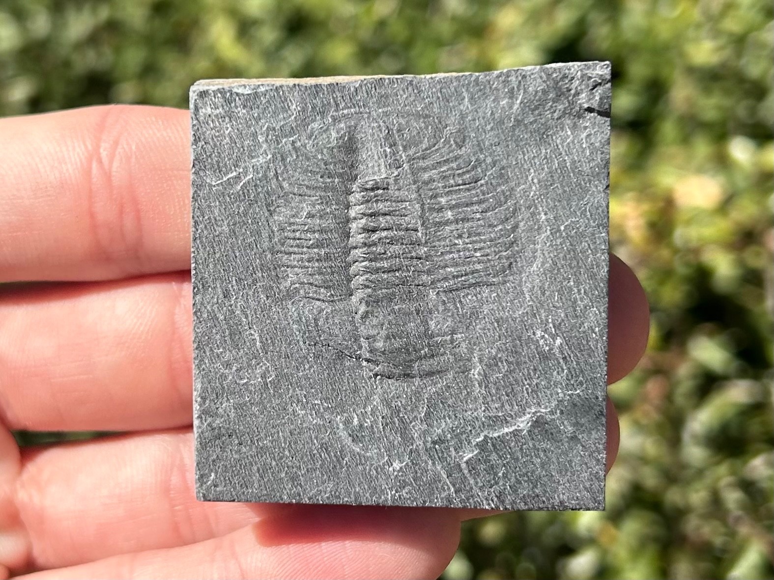 Washington Fossil Trilobite Ogygopsis Metaline Formation Cambrian Bug in Matrix