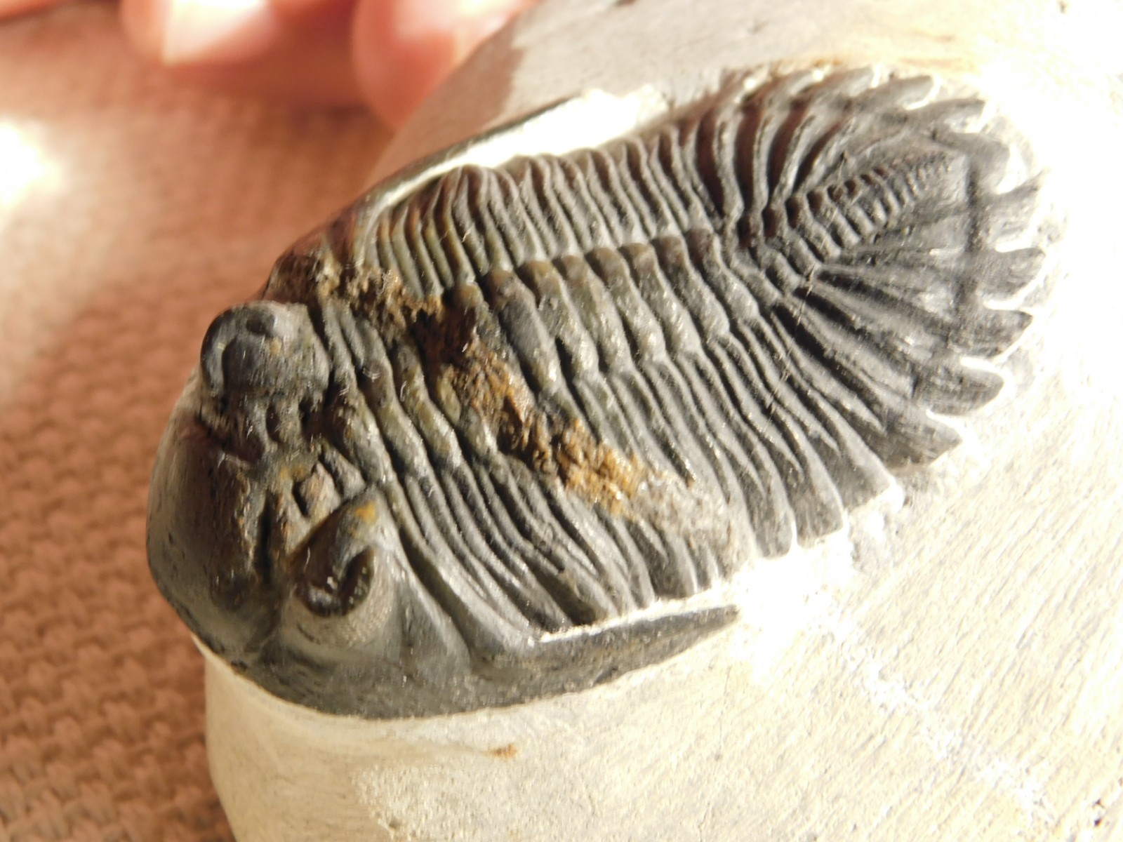 LARGER! Hollardops TRILOBITE Fossil Nice and 100% Natural Morocco 289gr