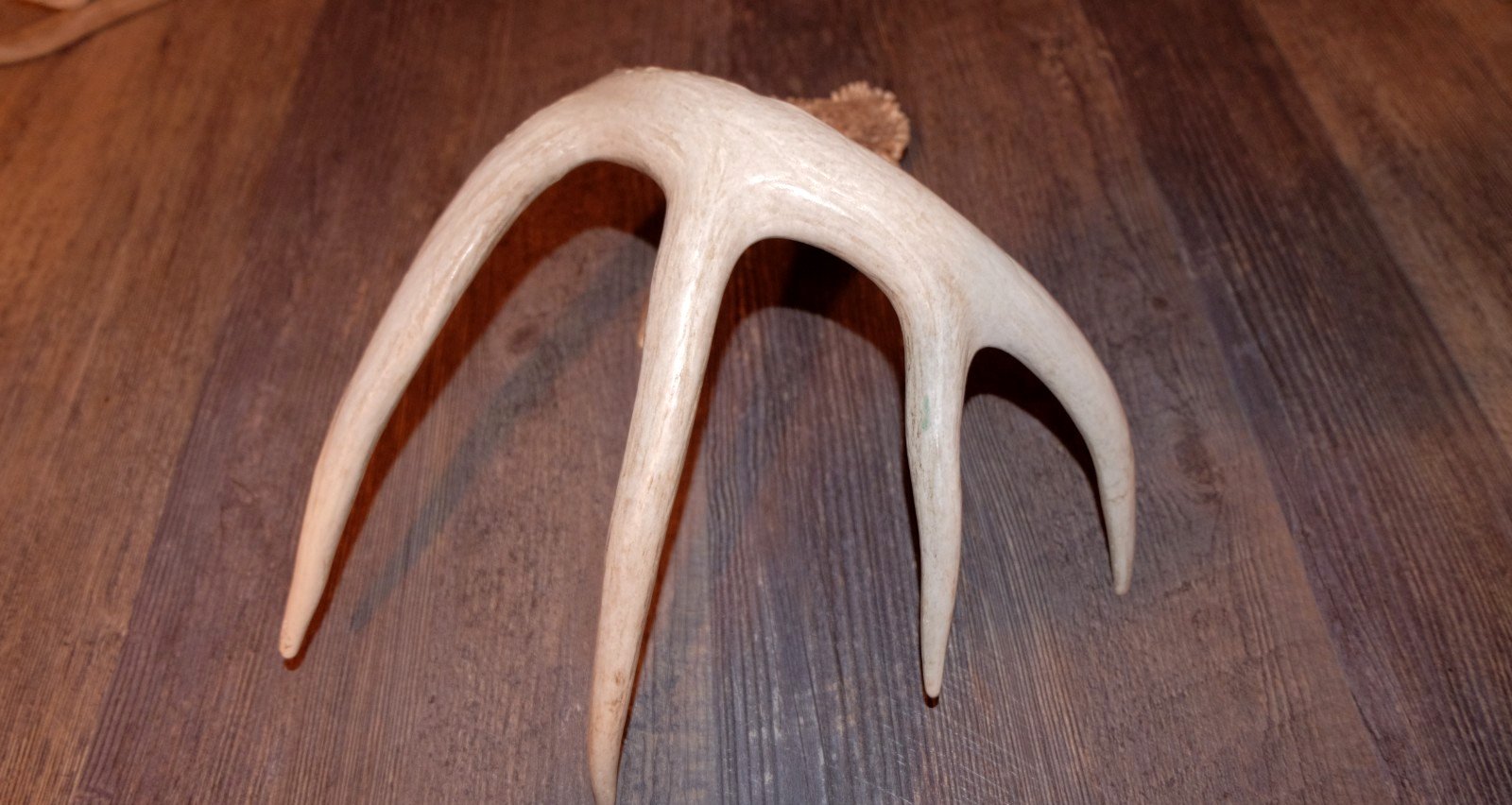 Whitetail Deer Antler - Deer Shed ~ Collectors