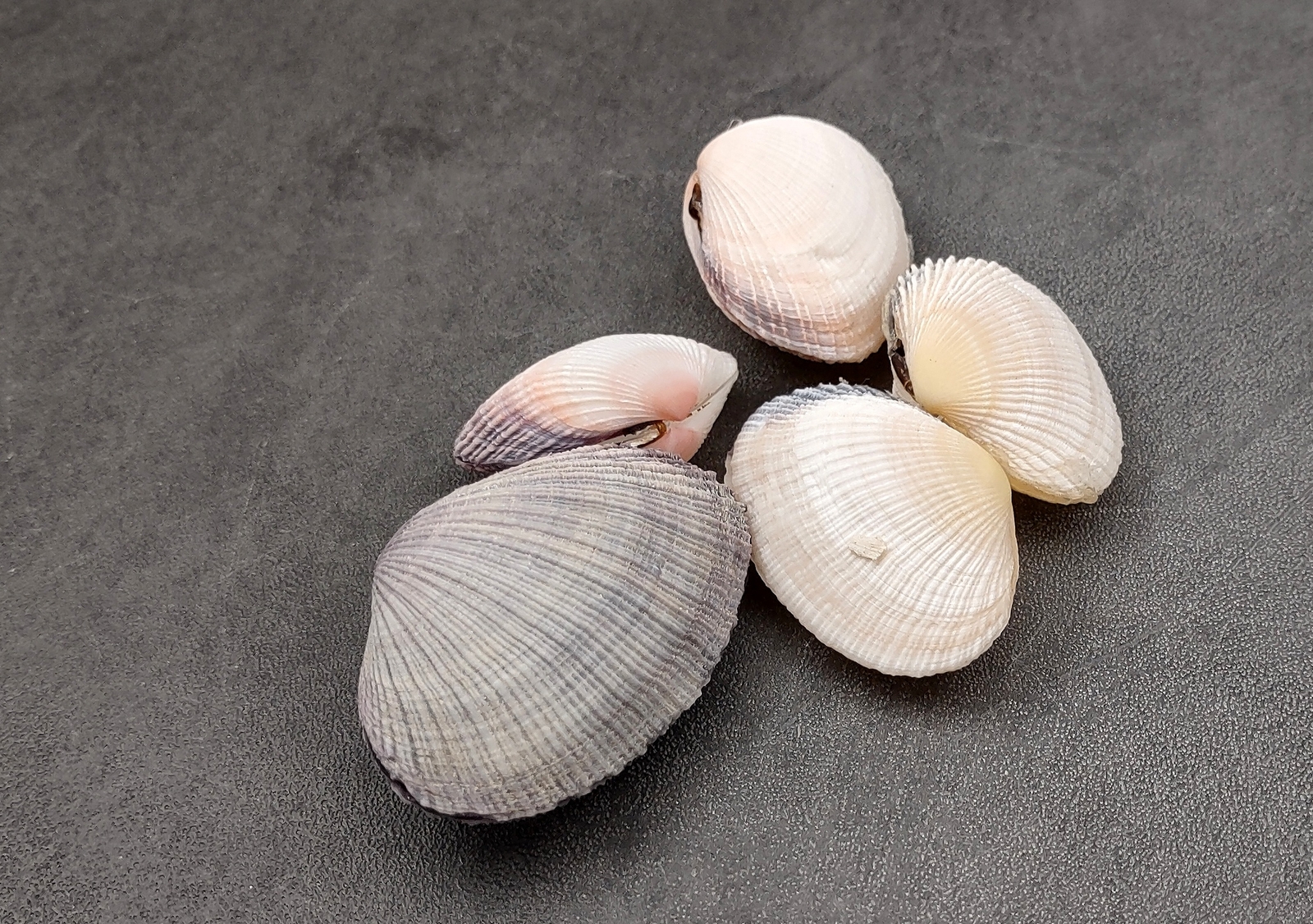 Pacific Clam Seashell Pairs Purple Tan Brown (5 Shell pairs approx. 1.5+ inches)